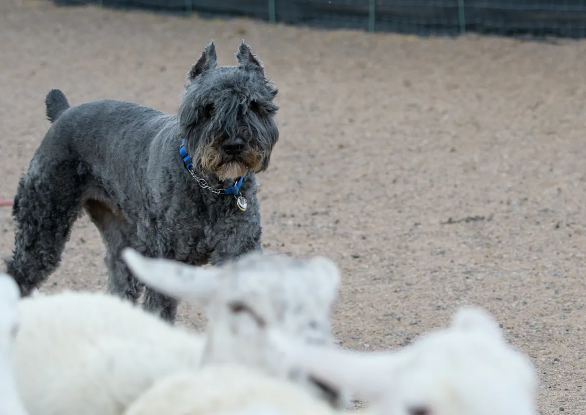 Bouvier des Flandres debout dans une cour 