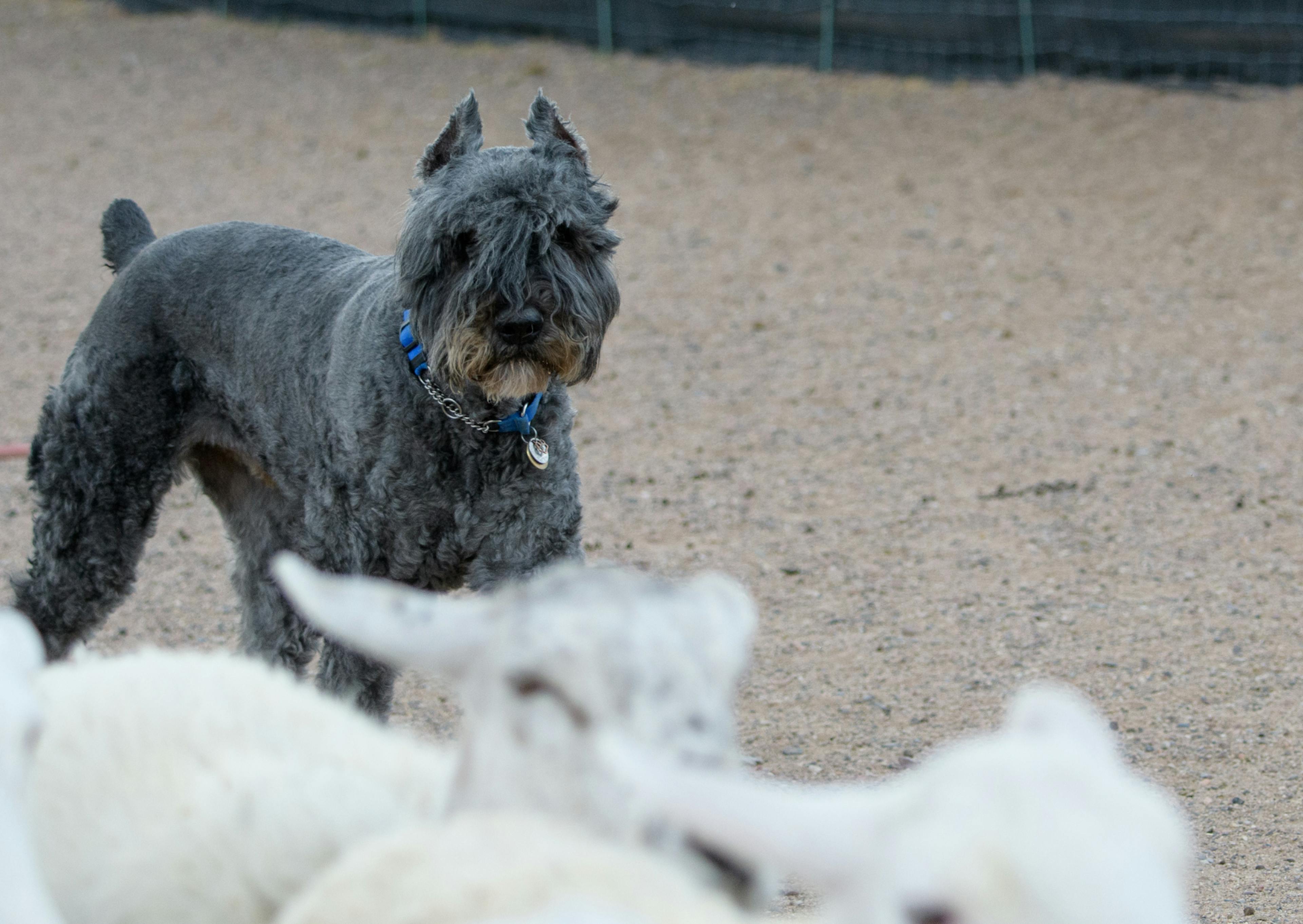 Bouvier des Flandres debout dans une cour 