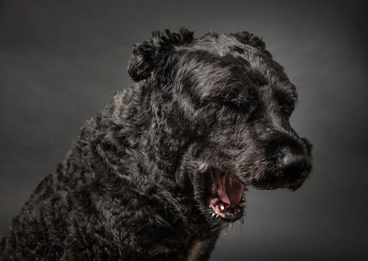 Bouvier des Flandres qui baille sur fond noir