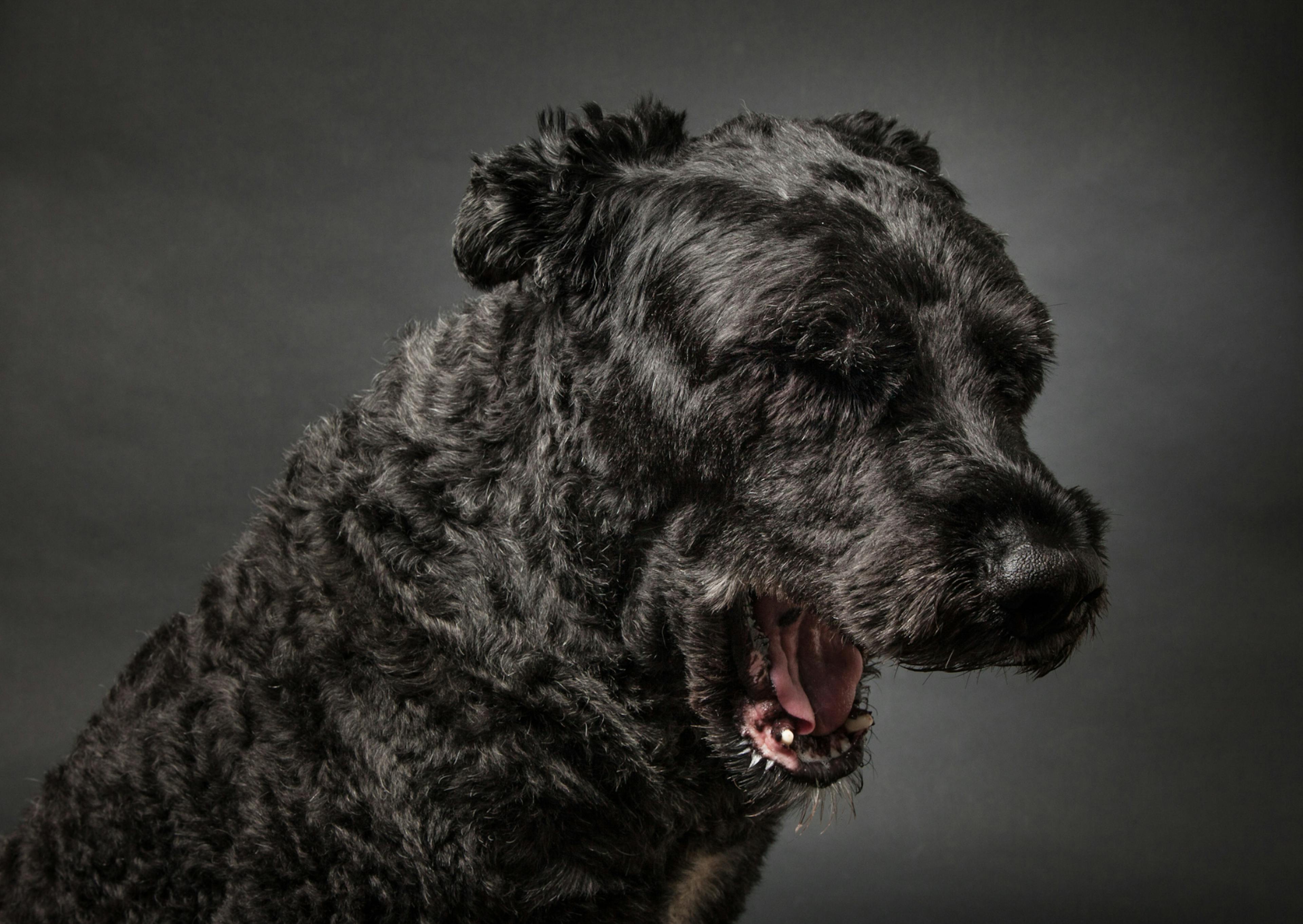 Bouvier des Flandres qui baille sur fond noir 