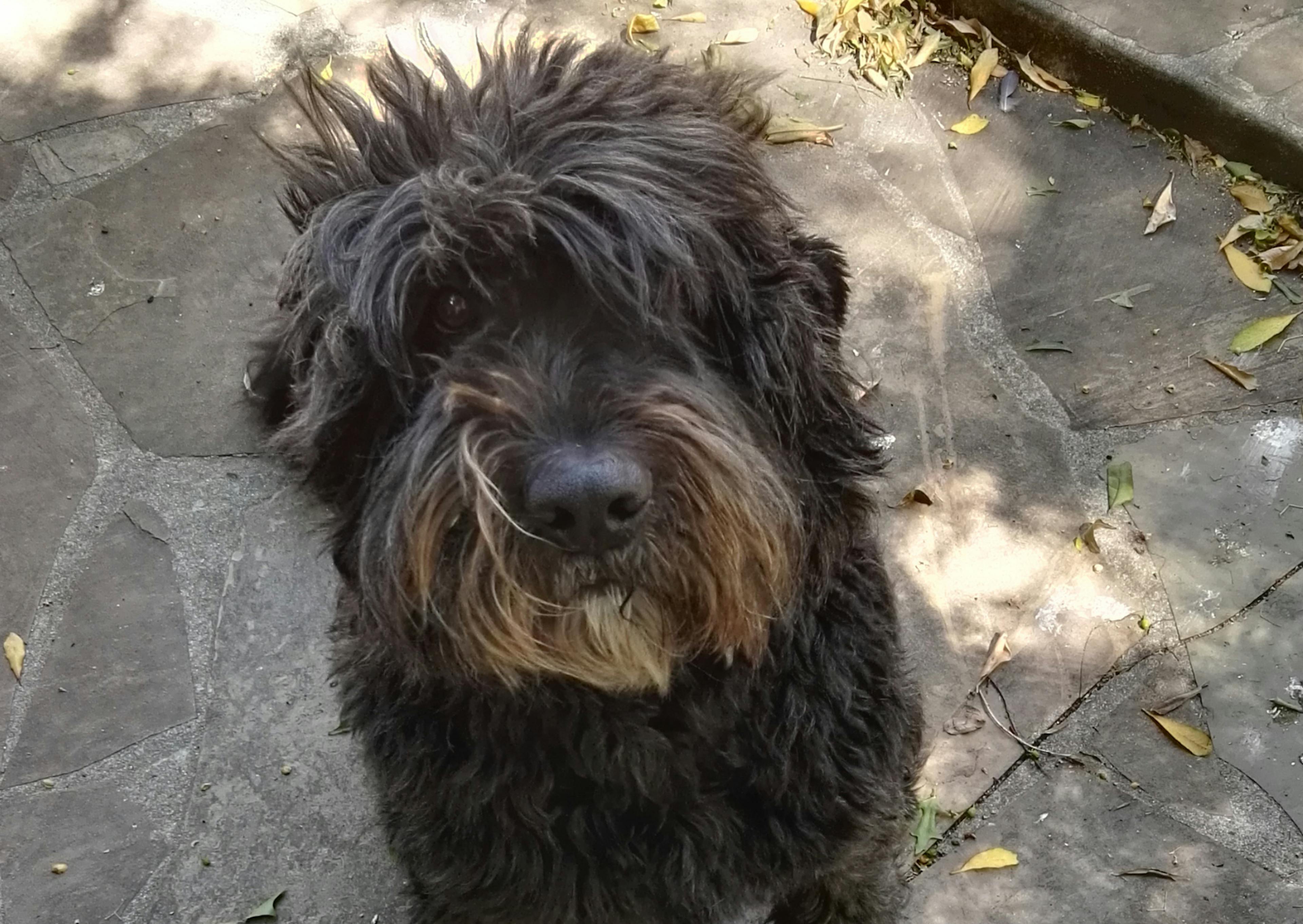 Bouvier des Flandres assis qui regarde vers le haut 