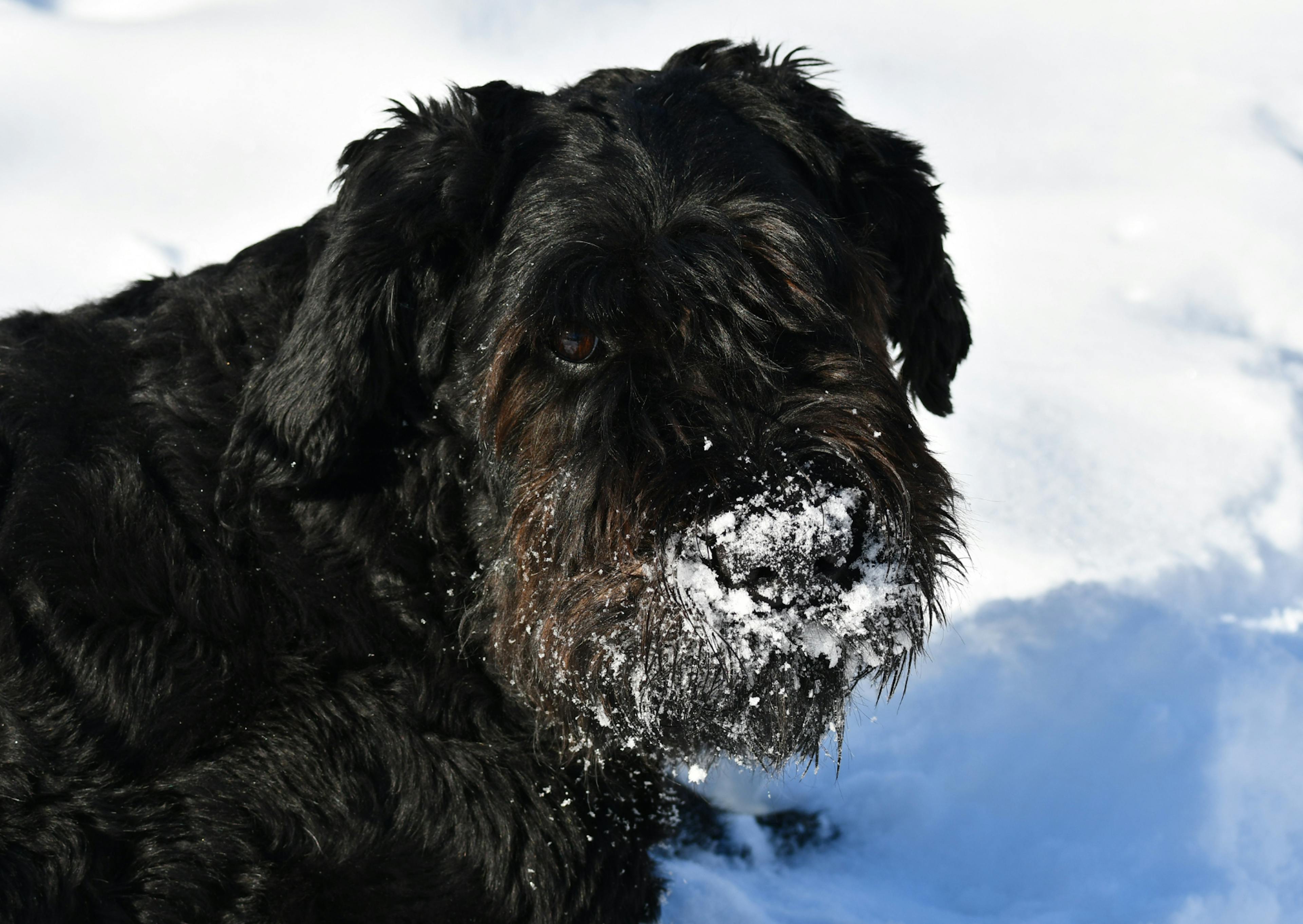 Bouvier des Flandres couché dans la neige, il en a sur les poils