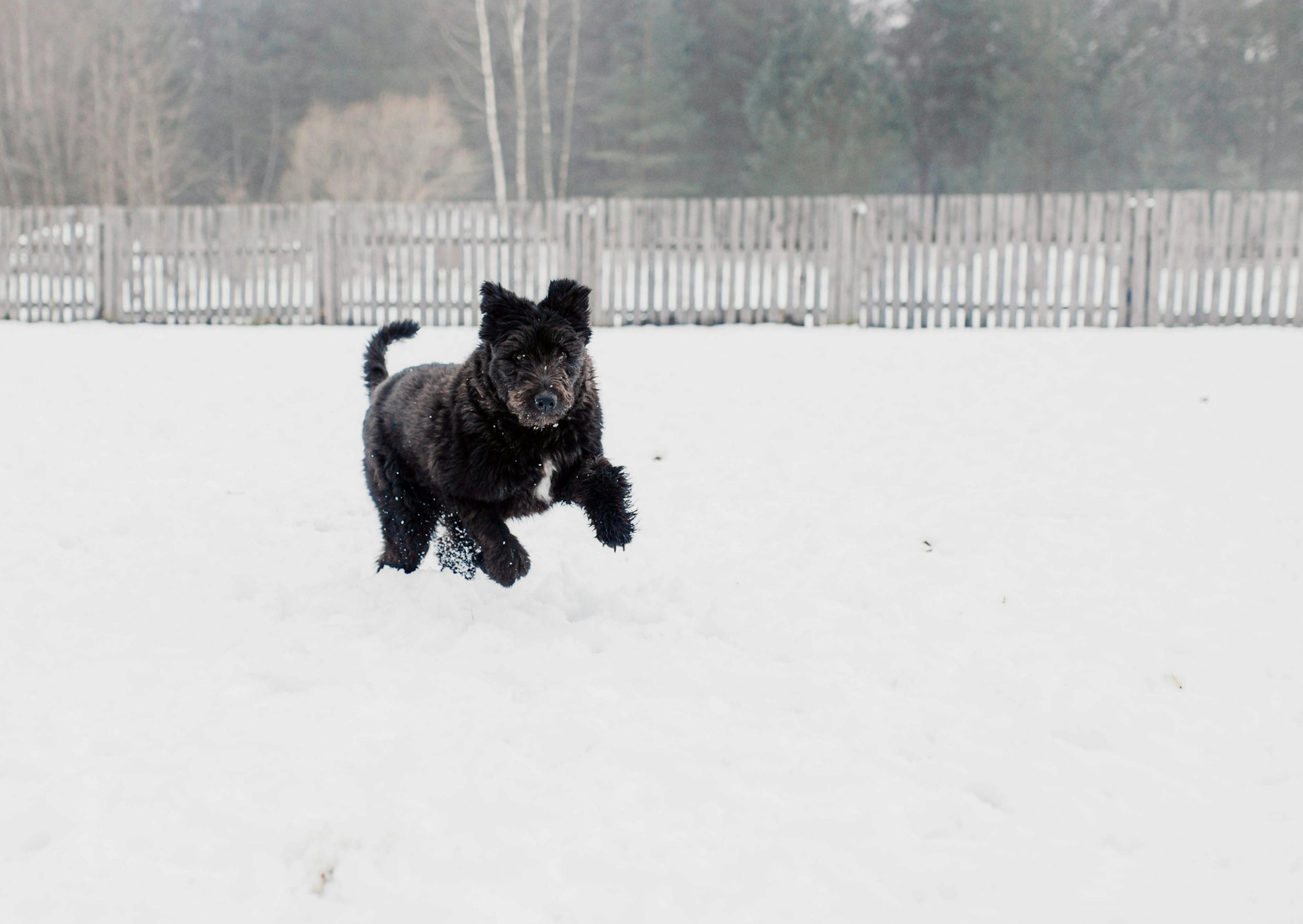 Bouvier des Flandres qui court dans la neige 