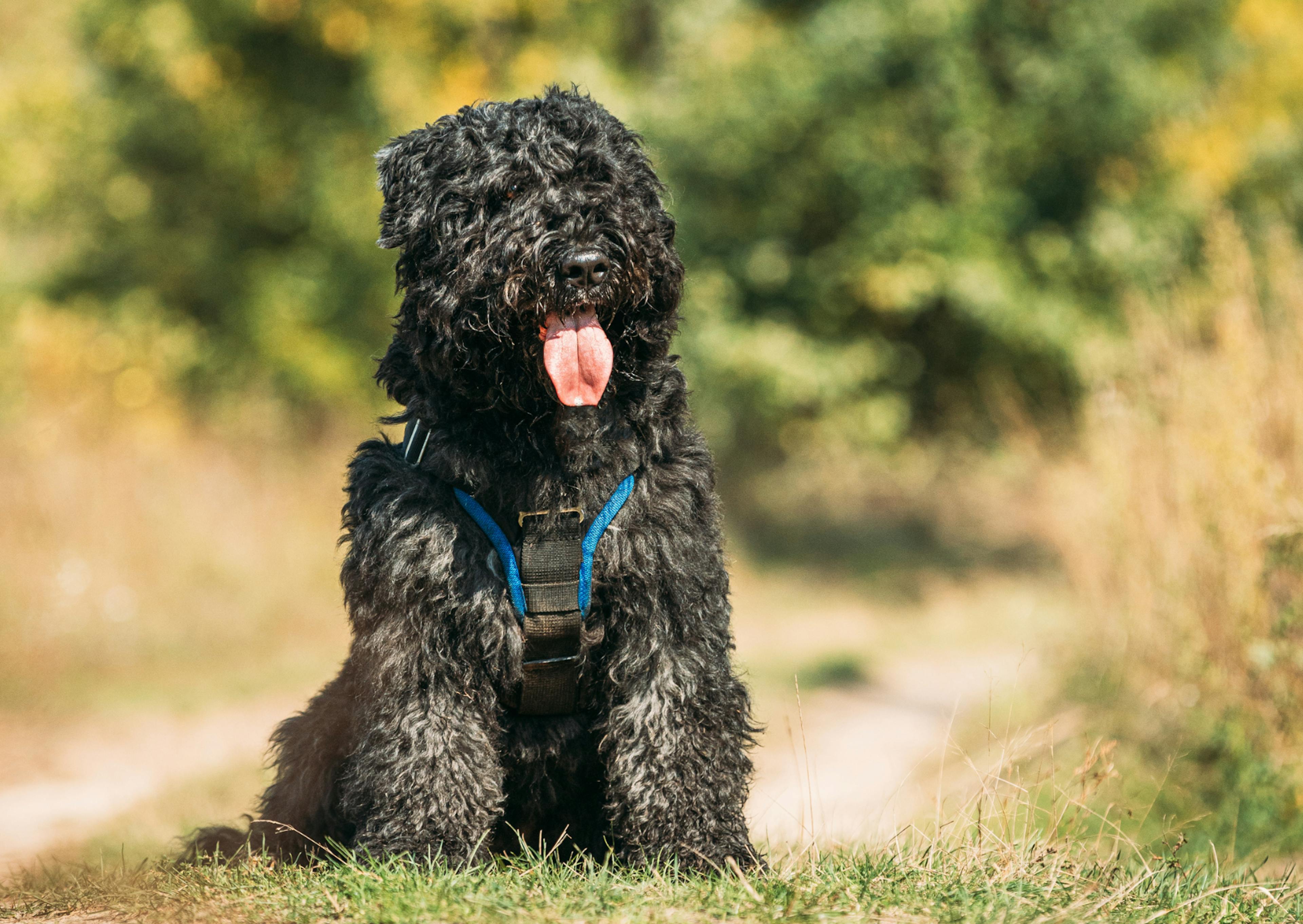 Bouvier des Flandres assis dans l'herbe avec un harnais bleu éléctrique 