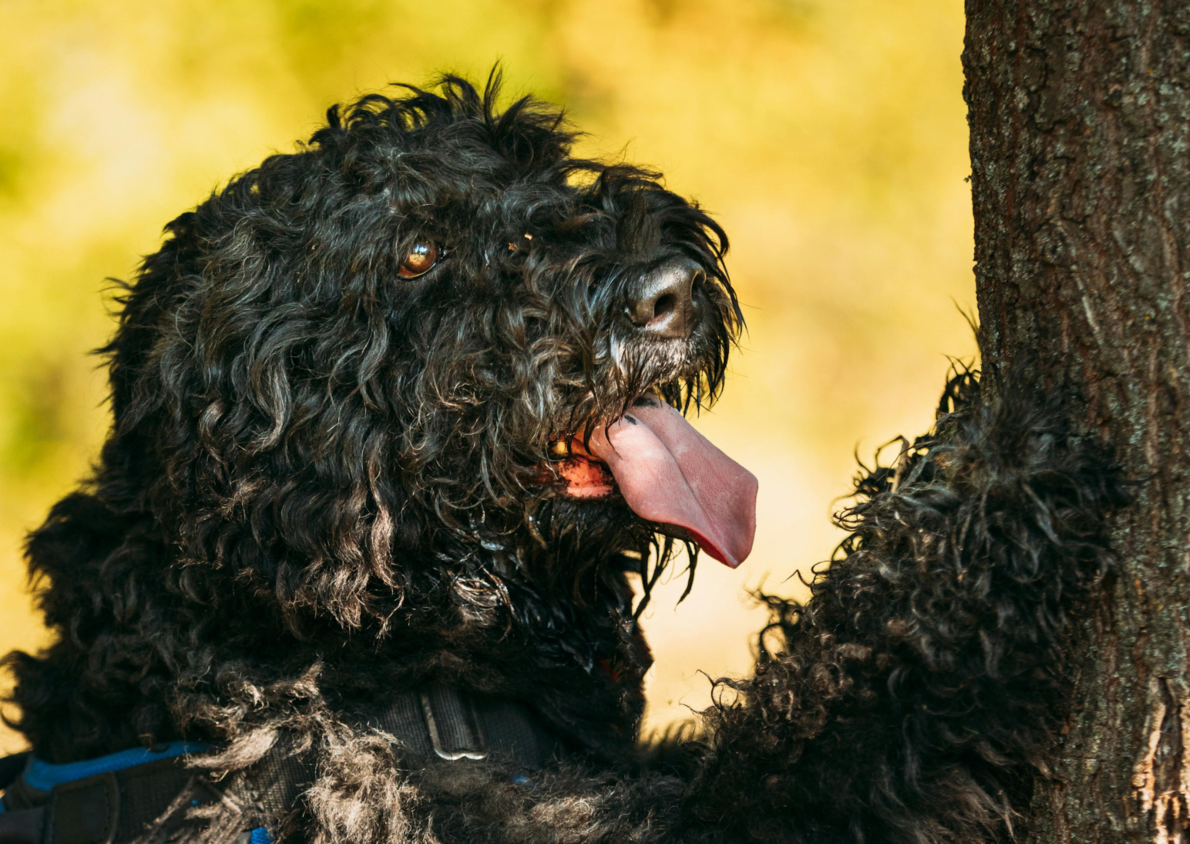 Bouvier des Flandres qui met la patte sur un tron d'arbre il regarde vers le haut 