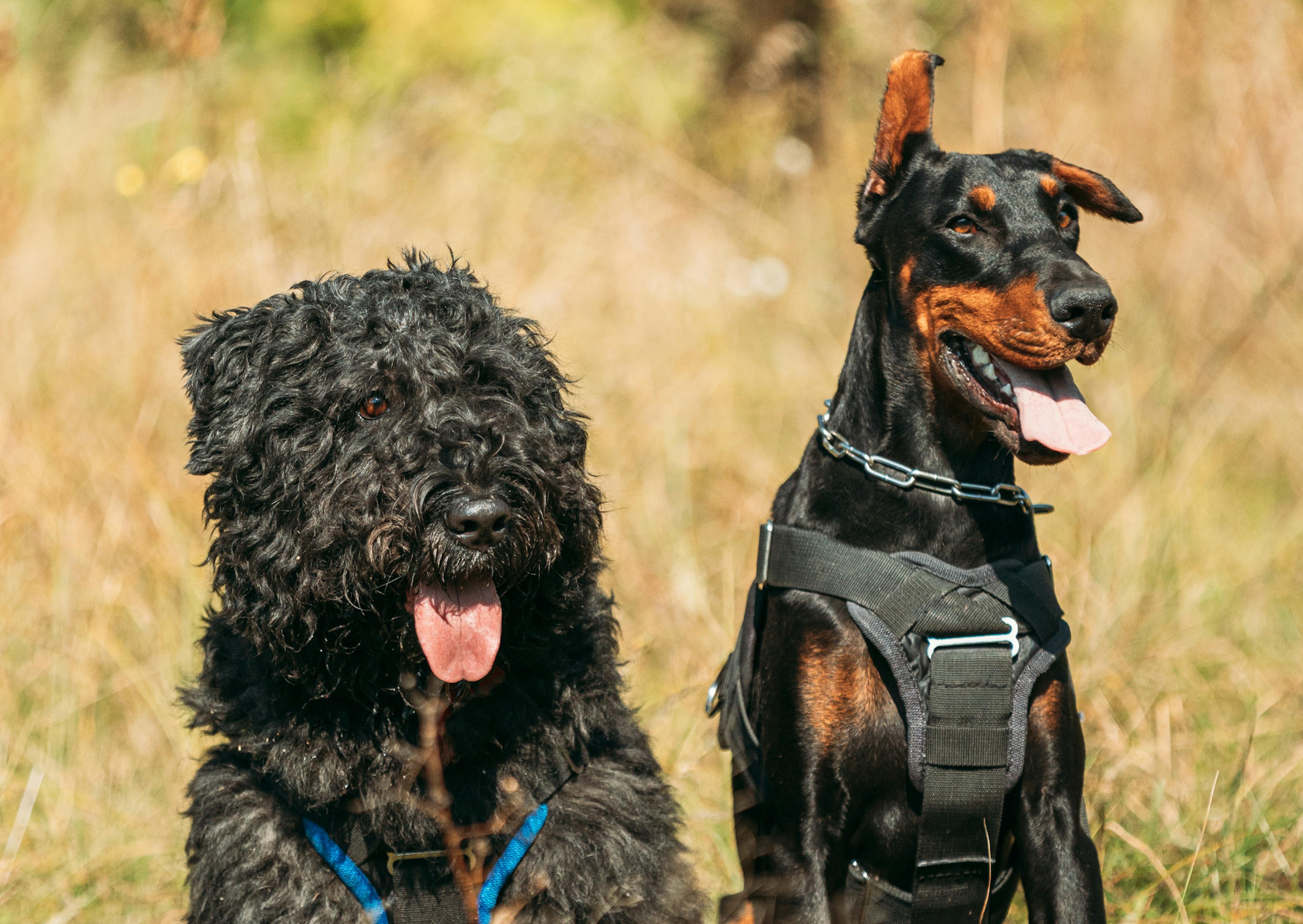 Bouvier des Flandres assis dehors, il regarde au loin, il est à côté d'un deberman 