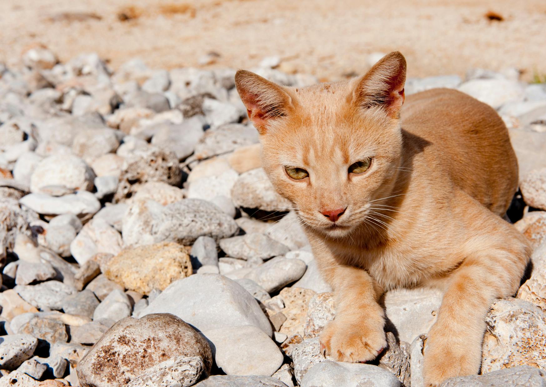 Chat de gouttière couché sur des cailloux sur le bord d'une plage