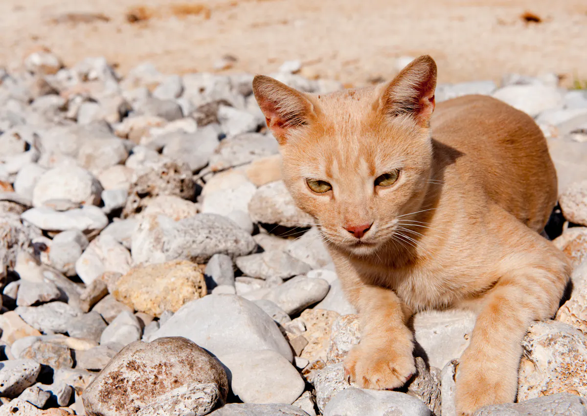Chat de gouttière couché sur des cailloux sur le bord d'une plage 