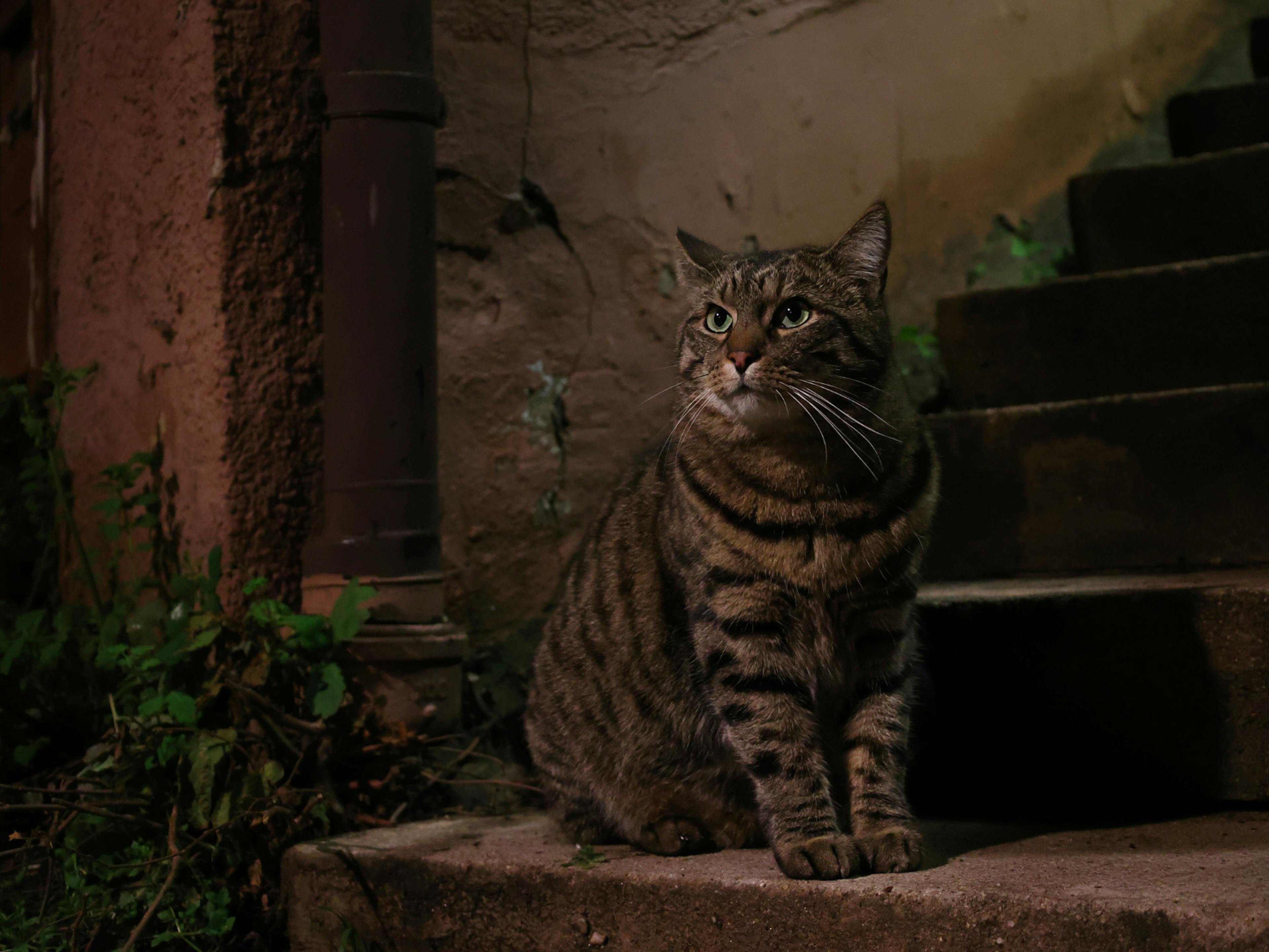 Chat de gouttière en bas de marches d'un escalier, il est attentif à ce qui se passe au loin