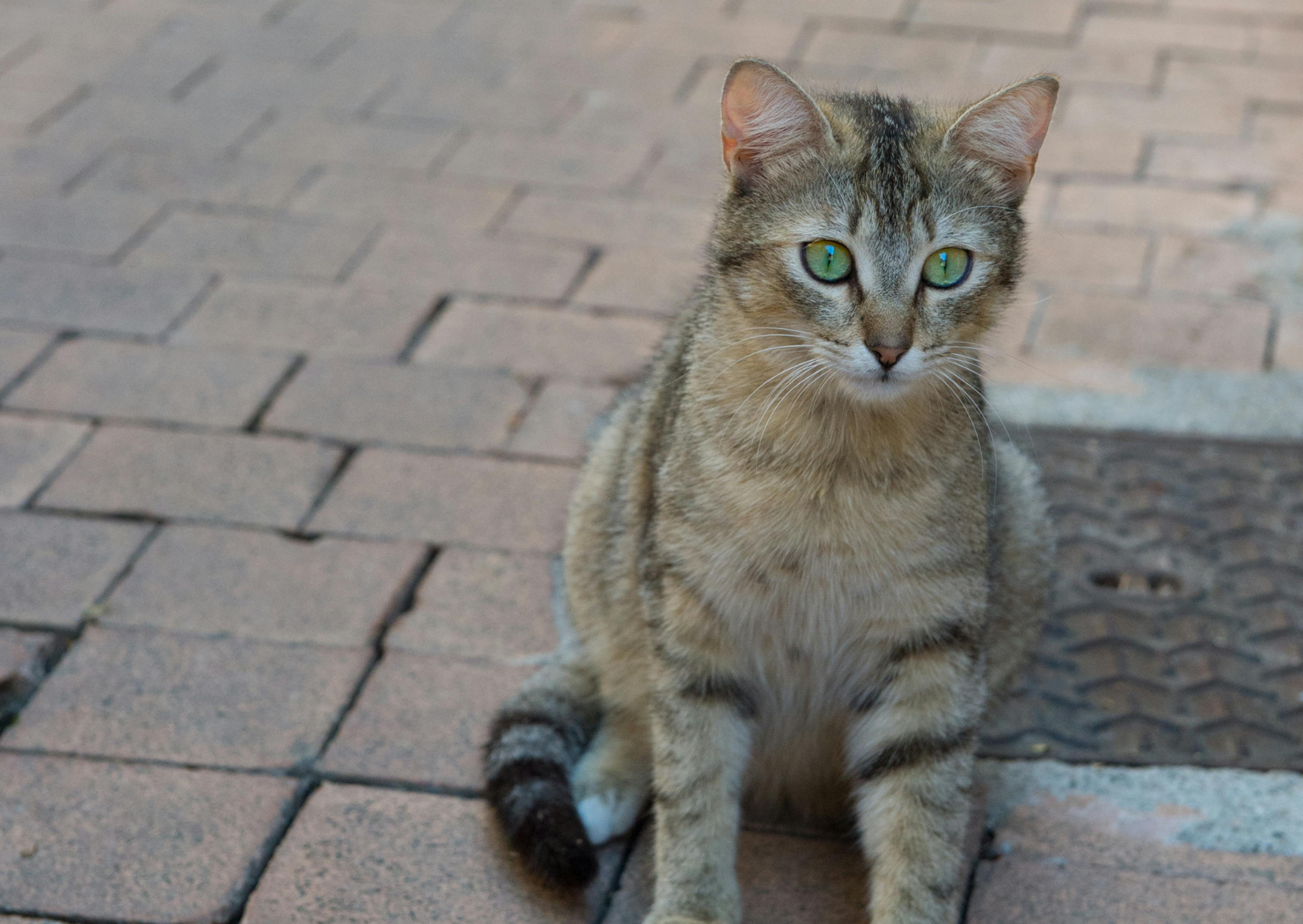 Chat de gouttière assis par terre, il regarde au loin