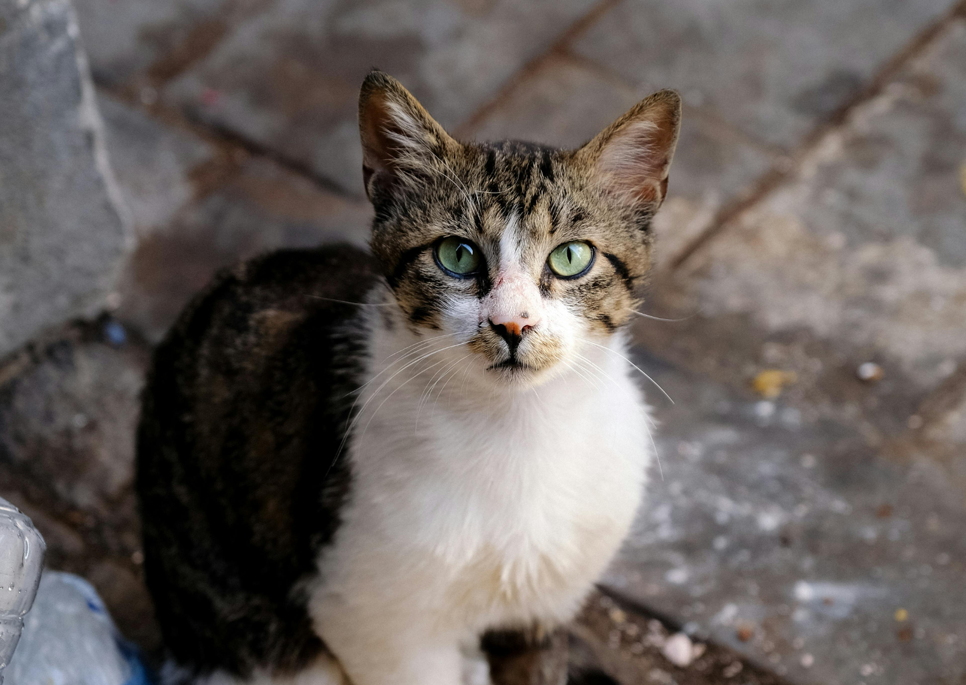 Chat de gouttière assis sur le sol, il regarde vers le haut