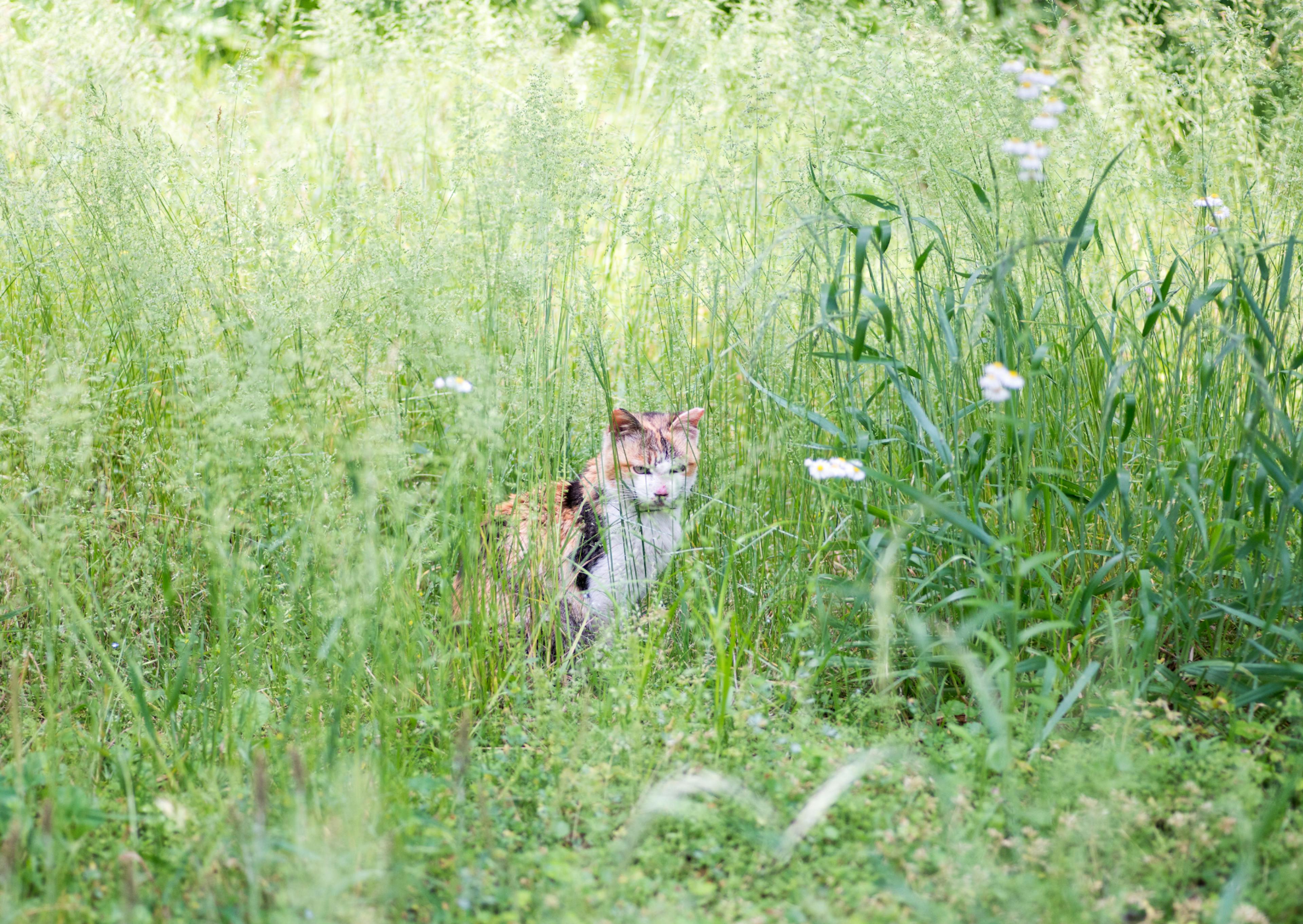 Chat de gouttière au milieu d'herbes hautes, il est assis