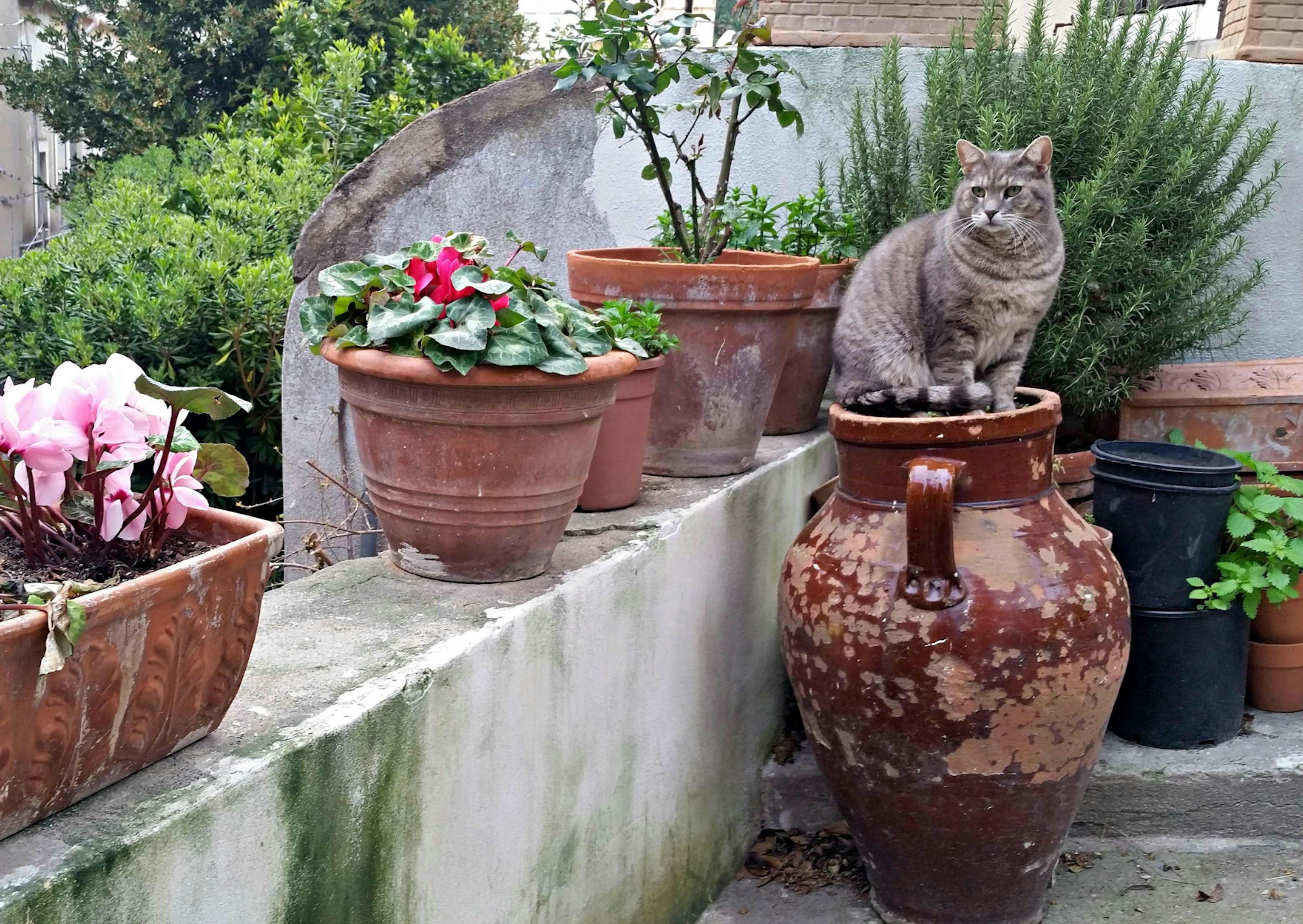 Chat de gouttière assis sur une sculpture dehors, il est entouré de fleurs 