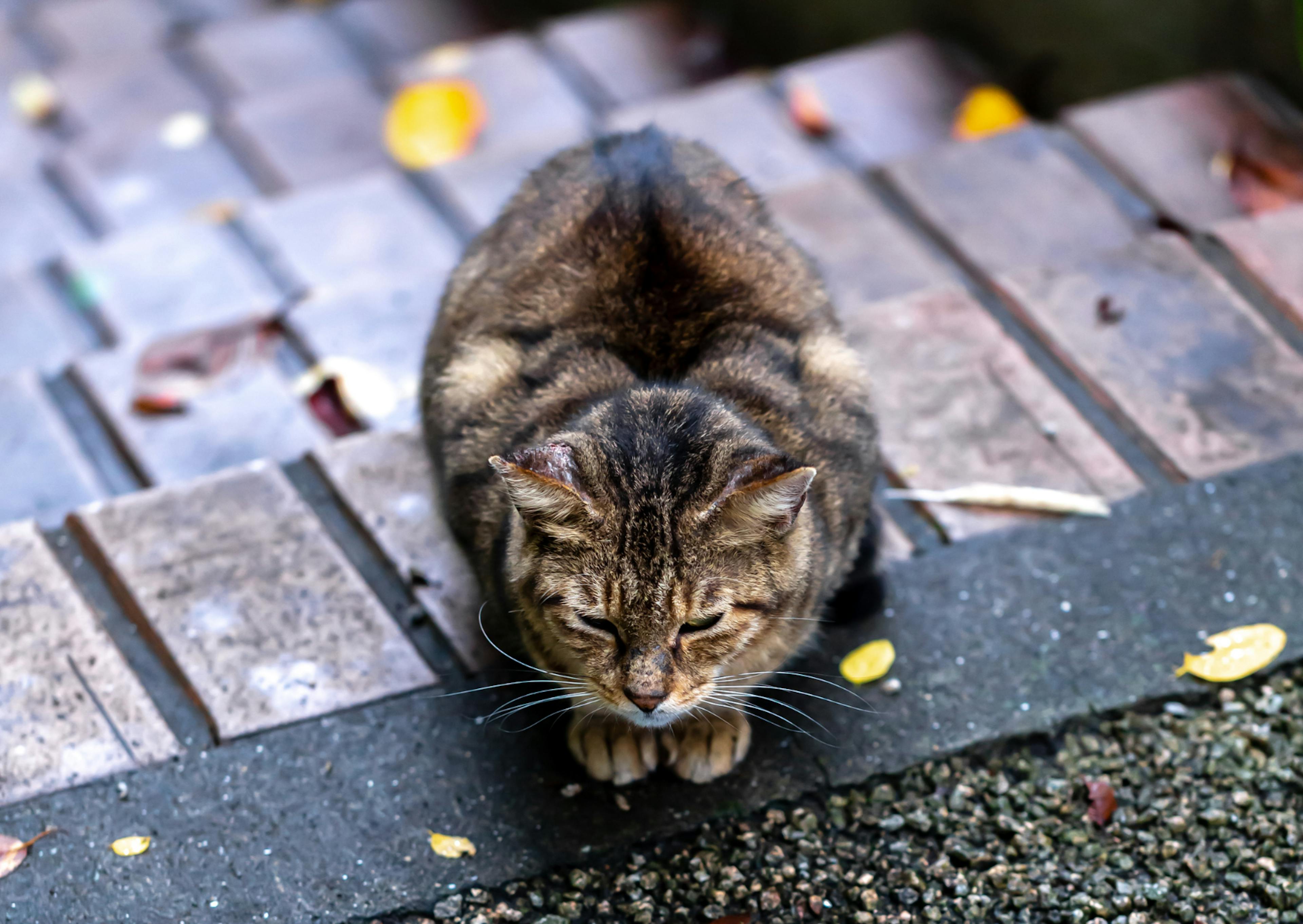 Chat de gouttière couché sur le haut d'escaliers 