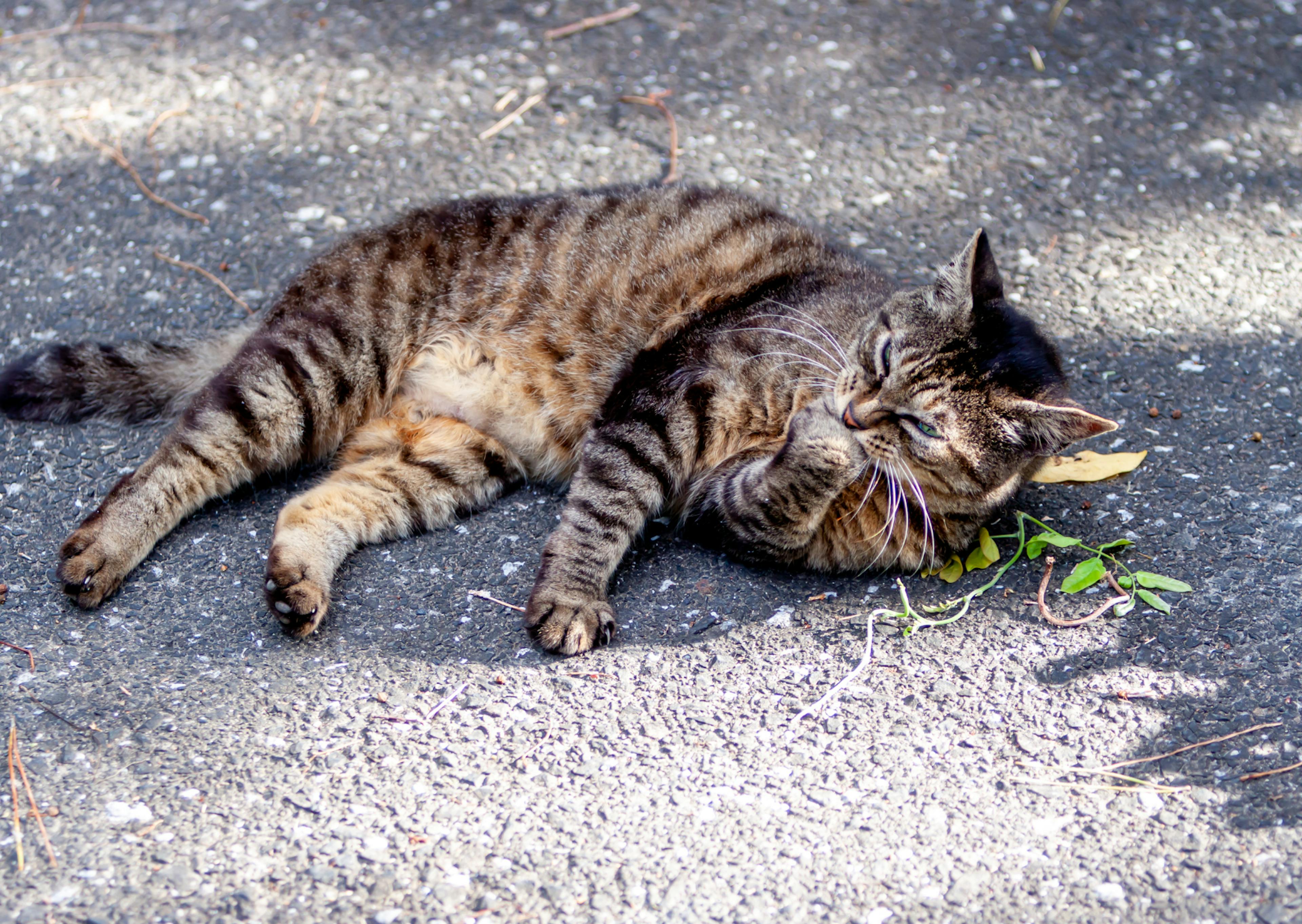 Chat de gouttièrecouché sur le sol, il regarde vers le haut 