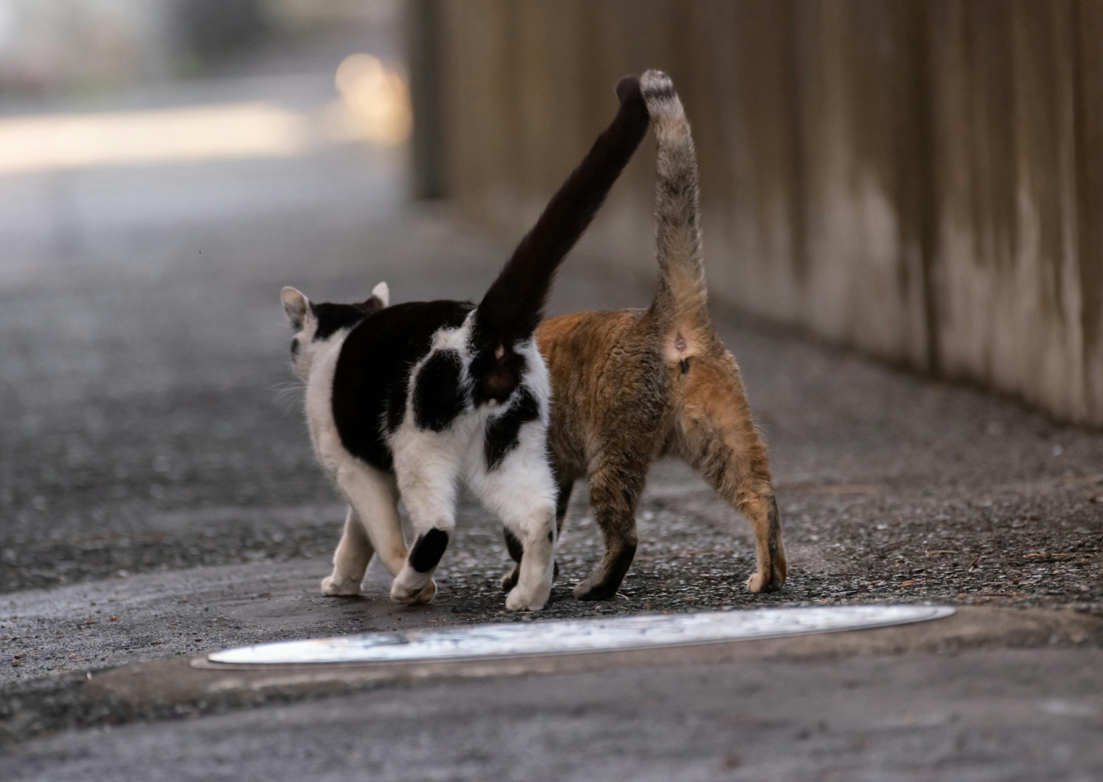 2 Chat de gouttière, l'un blanc et noir et l'autre roux, ils marchent côte à côté sur une ruelle