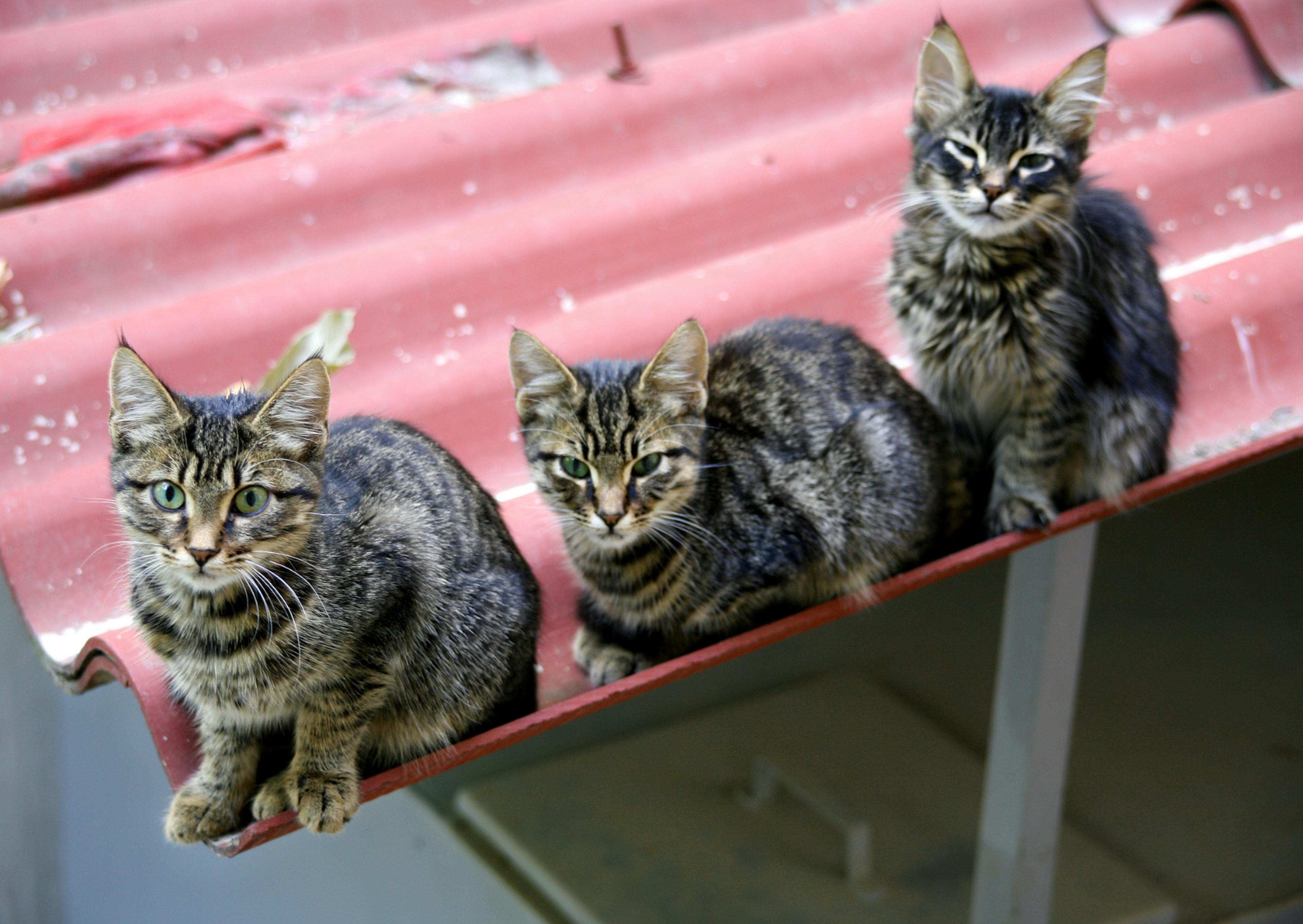 3 Chatons de gouttière sur un toit rouge 