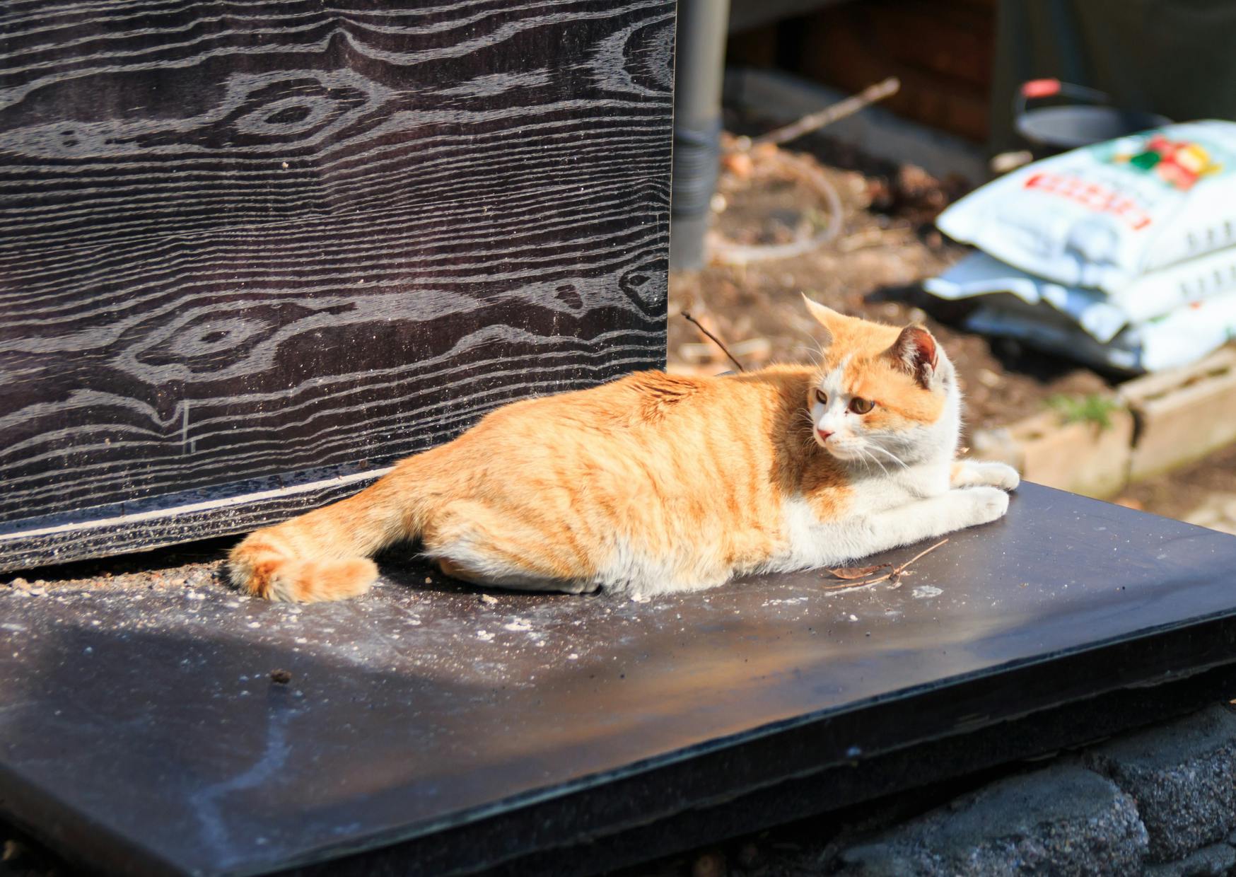 Chat de gouttière roux sur un banc, il regarde derrière lui