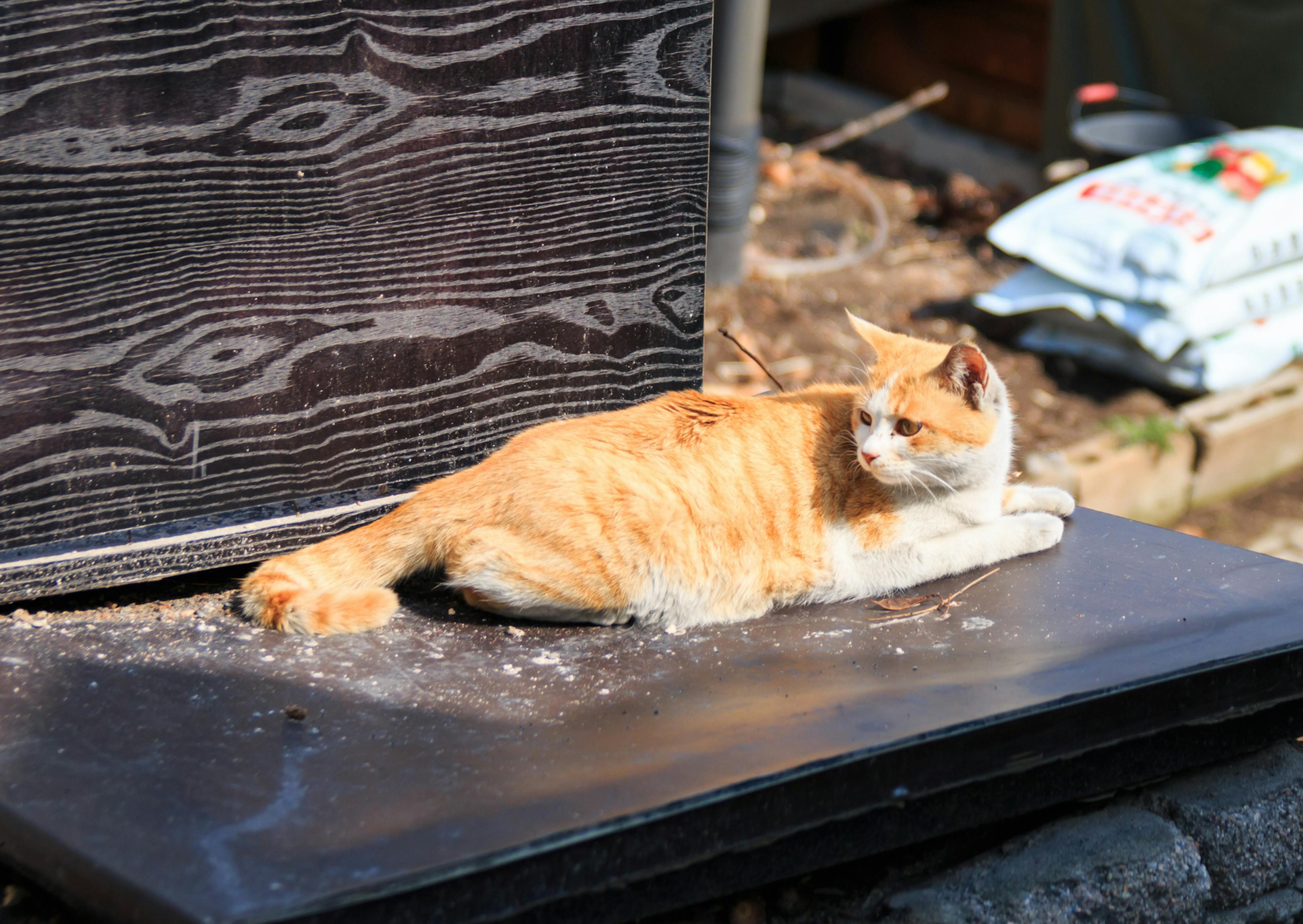 Chat de gouttière roux sur un banc, il regarde derrière lui 