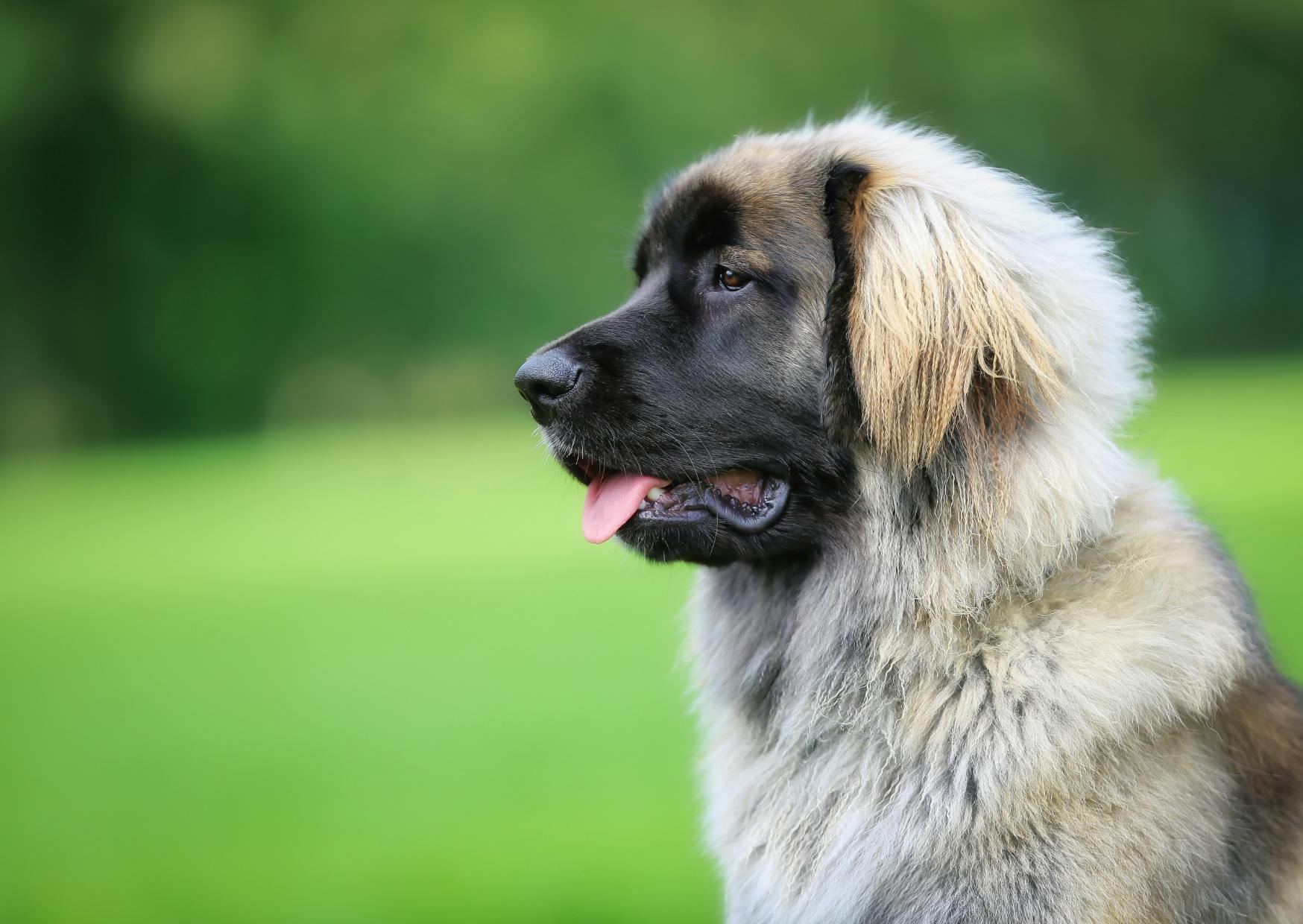 Leonberg qui regarde au loin