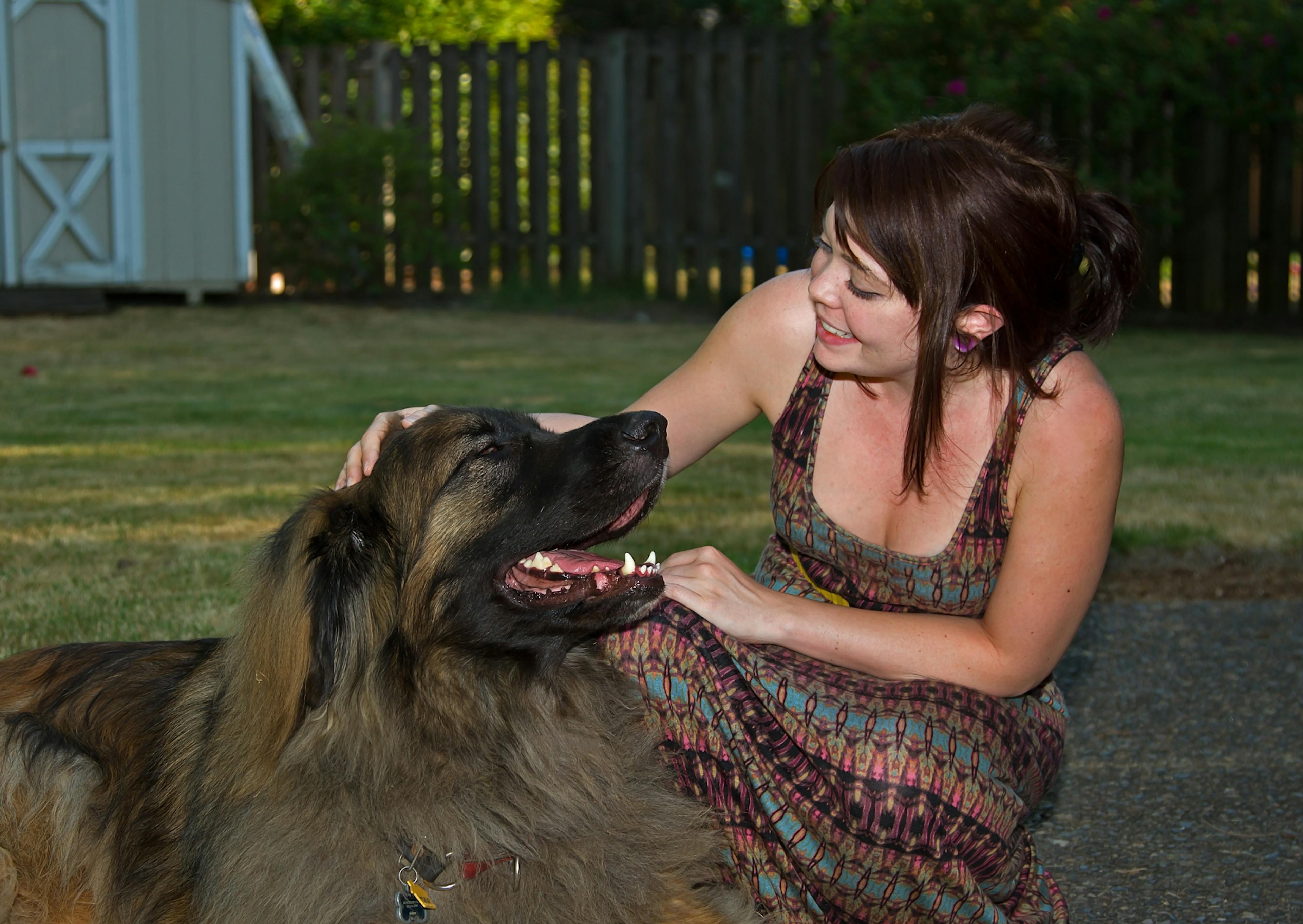 Leonberg avec sa maitresse, ils font un câlin