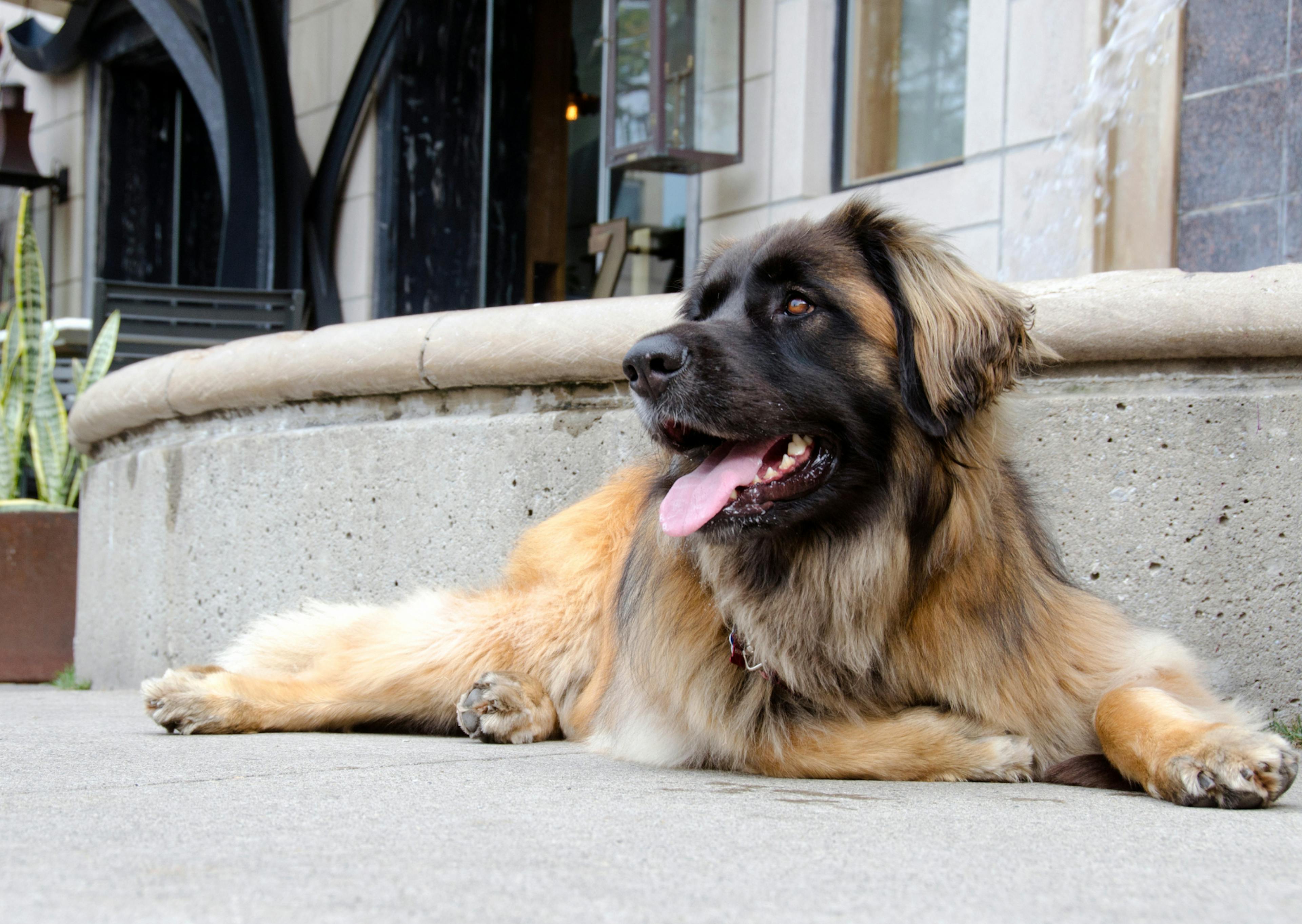 Leonberg couché sur le sol, il tire la langue et regarde au loin