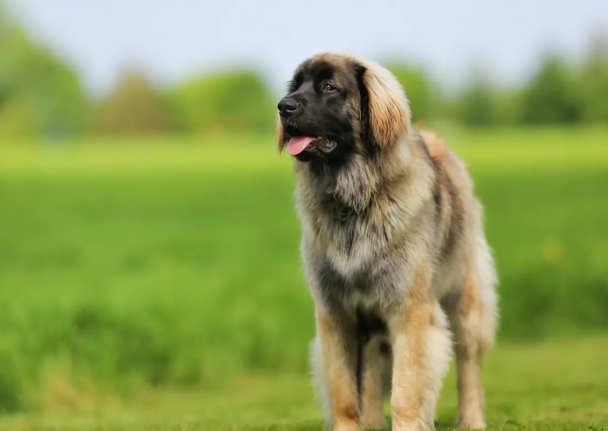 Leonberg qui regarde au loin, il est devant une étendue d'herbe