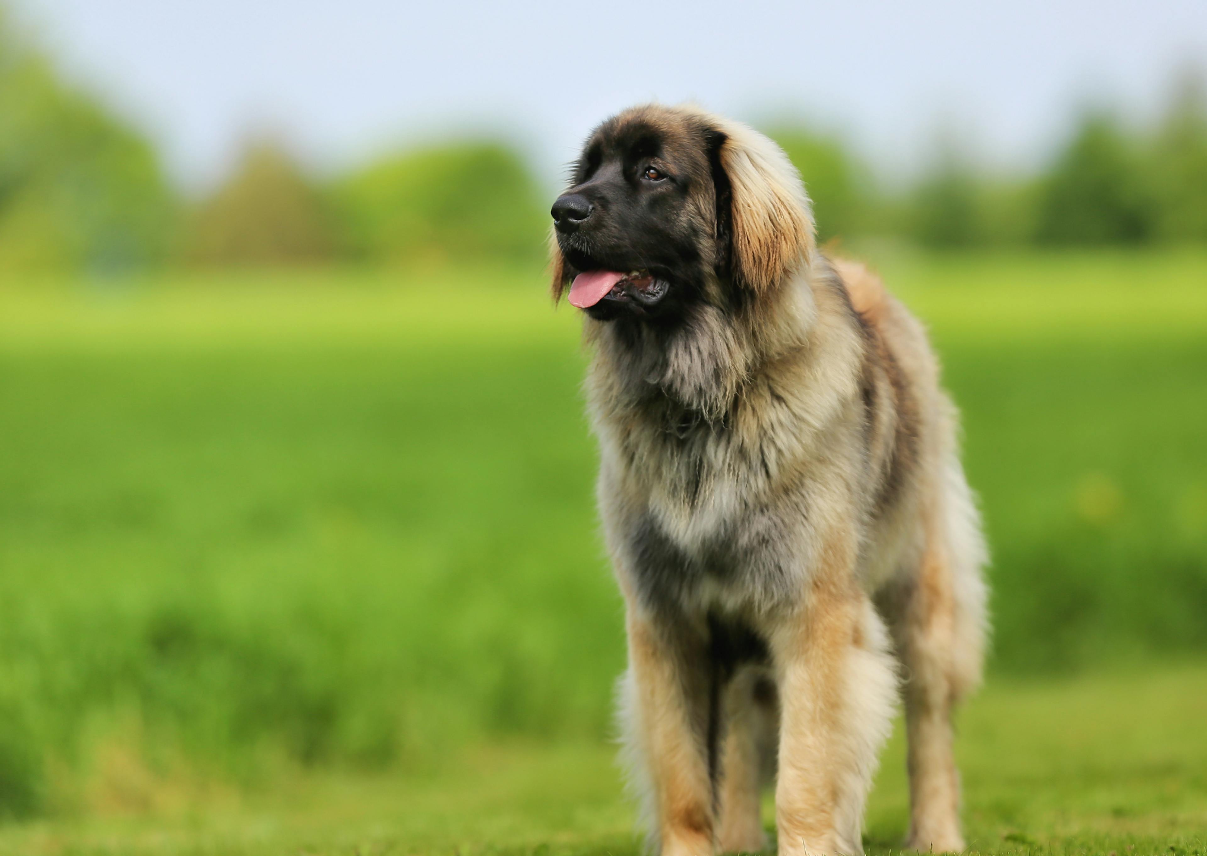 Leonberg qui regarde au loin, il est devant une étendue d'herbe 