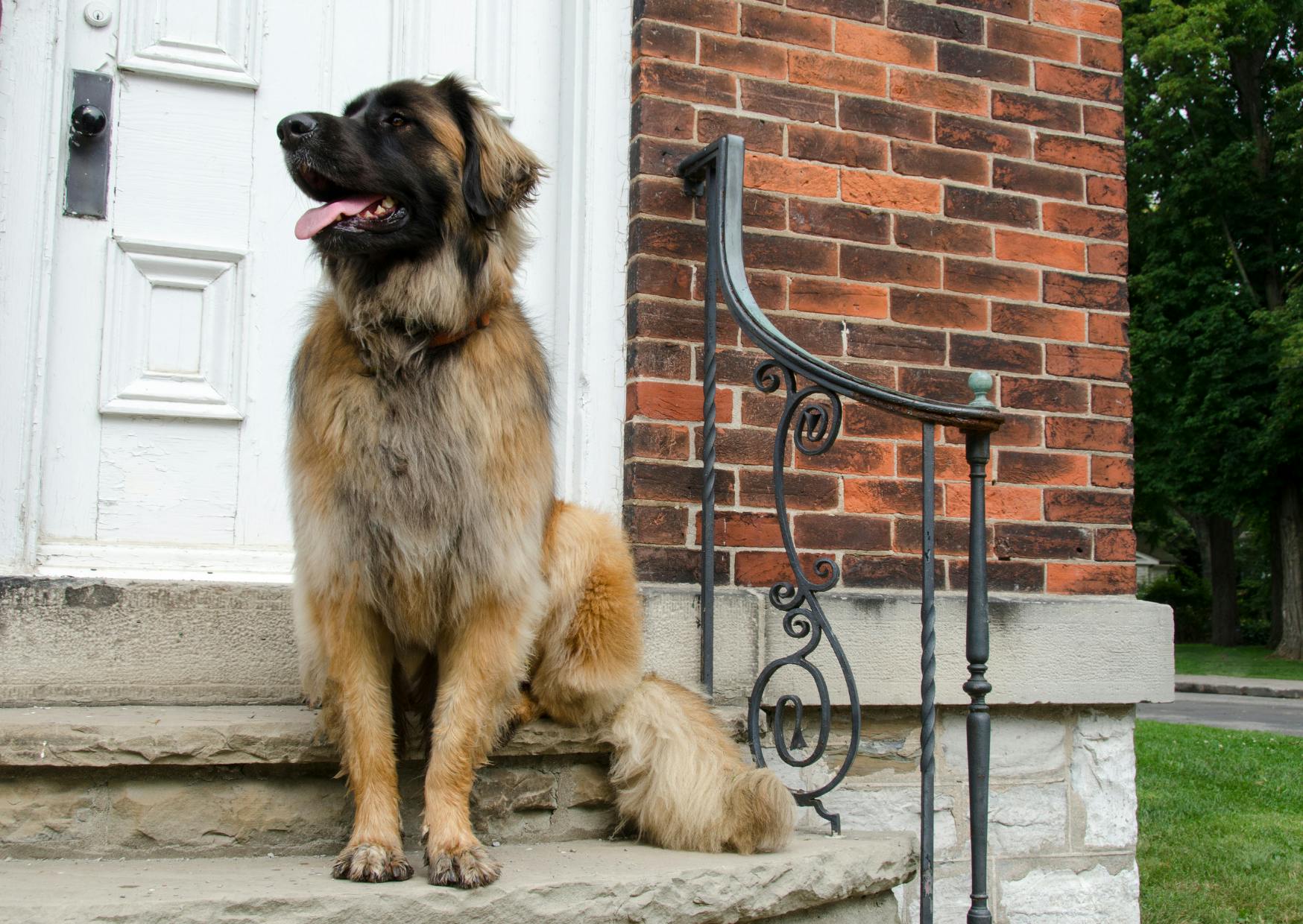 Leonberg assis sur le bas d'une porte, il regarde à gauche l'air curieux en tirant la langue