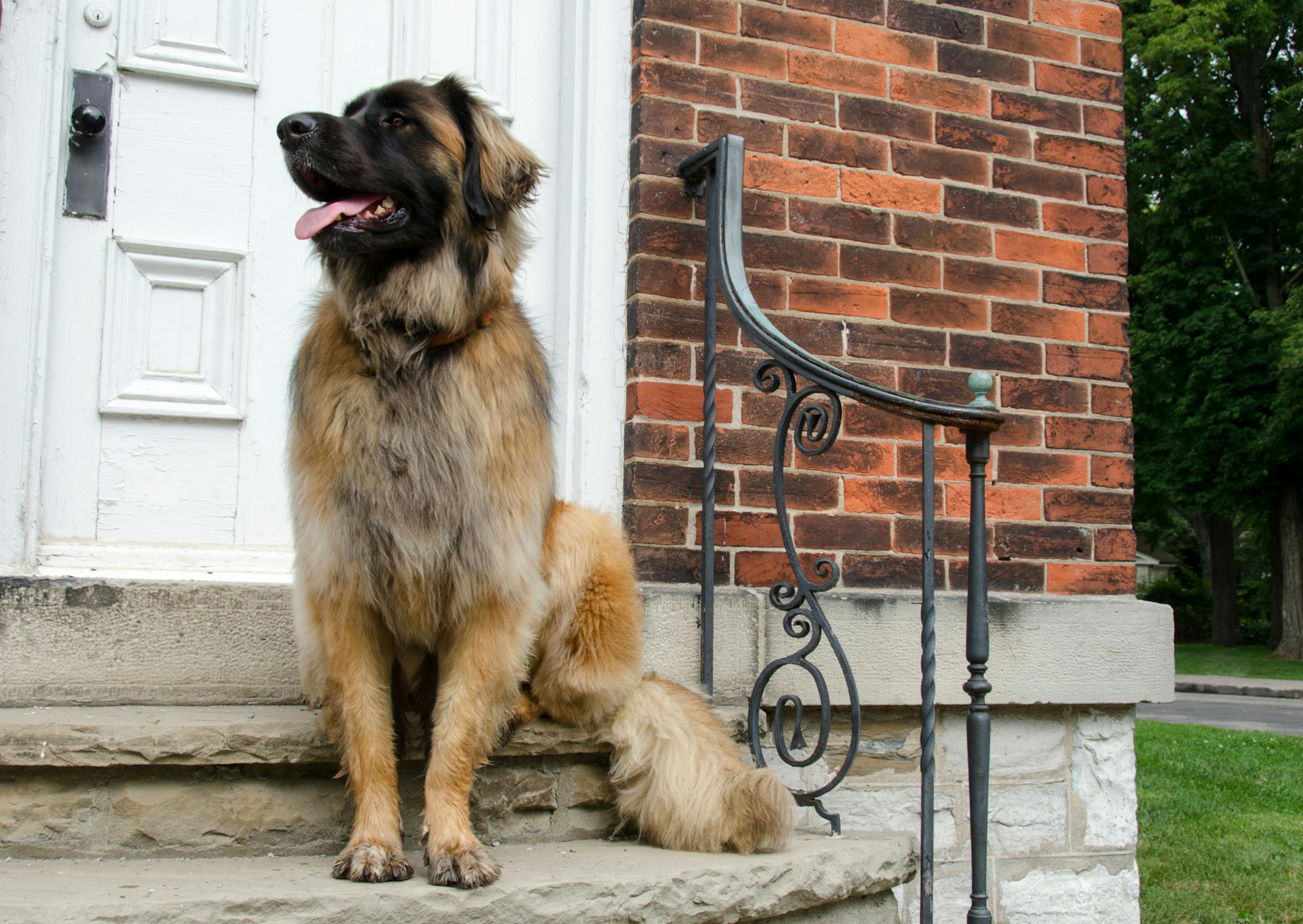 Leonberg assis sur le bas d'une porte, il regarde à gauche l'air curieux en tirant la langue 