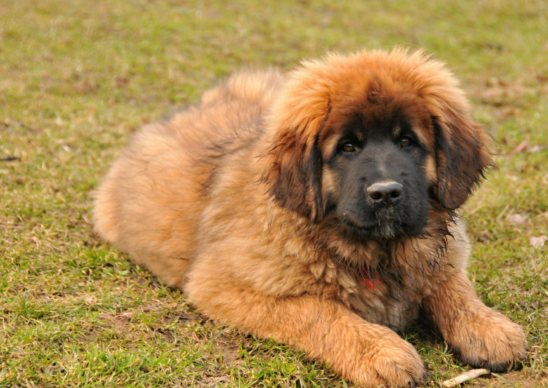 Leonberg chiot qui regarde vers le haut