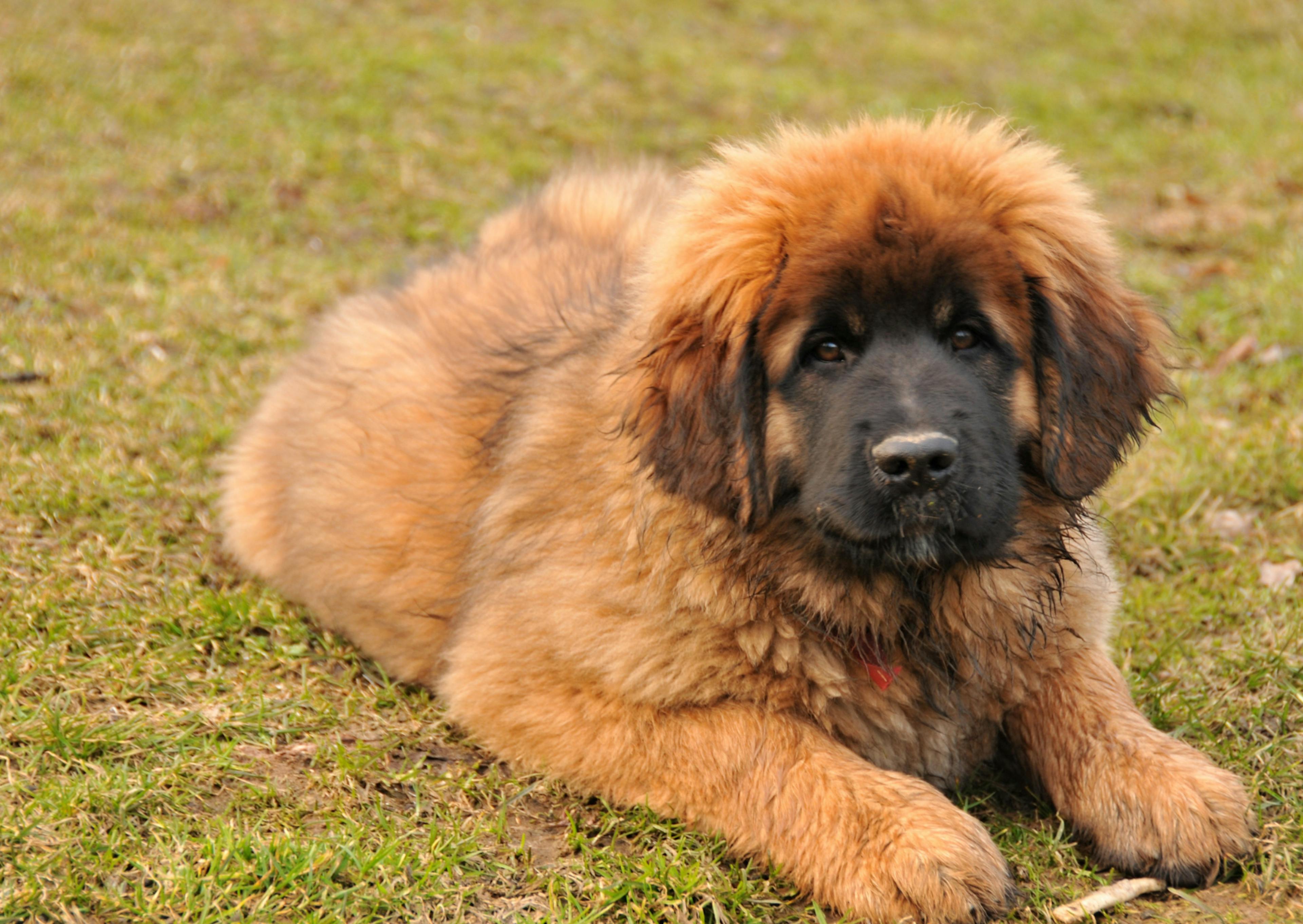 Leonberg chiot qui regarde vers le haut 