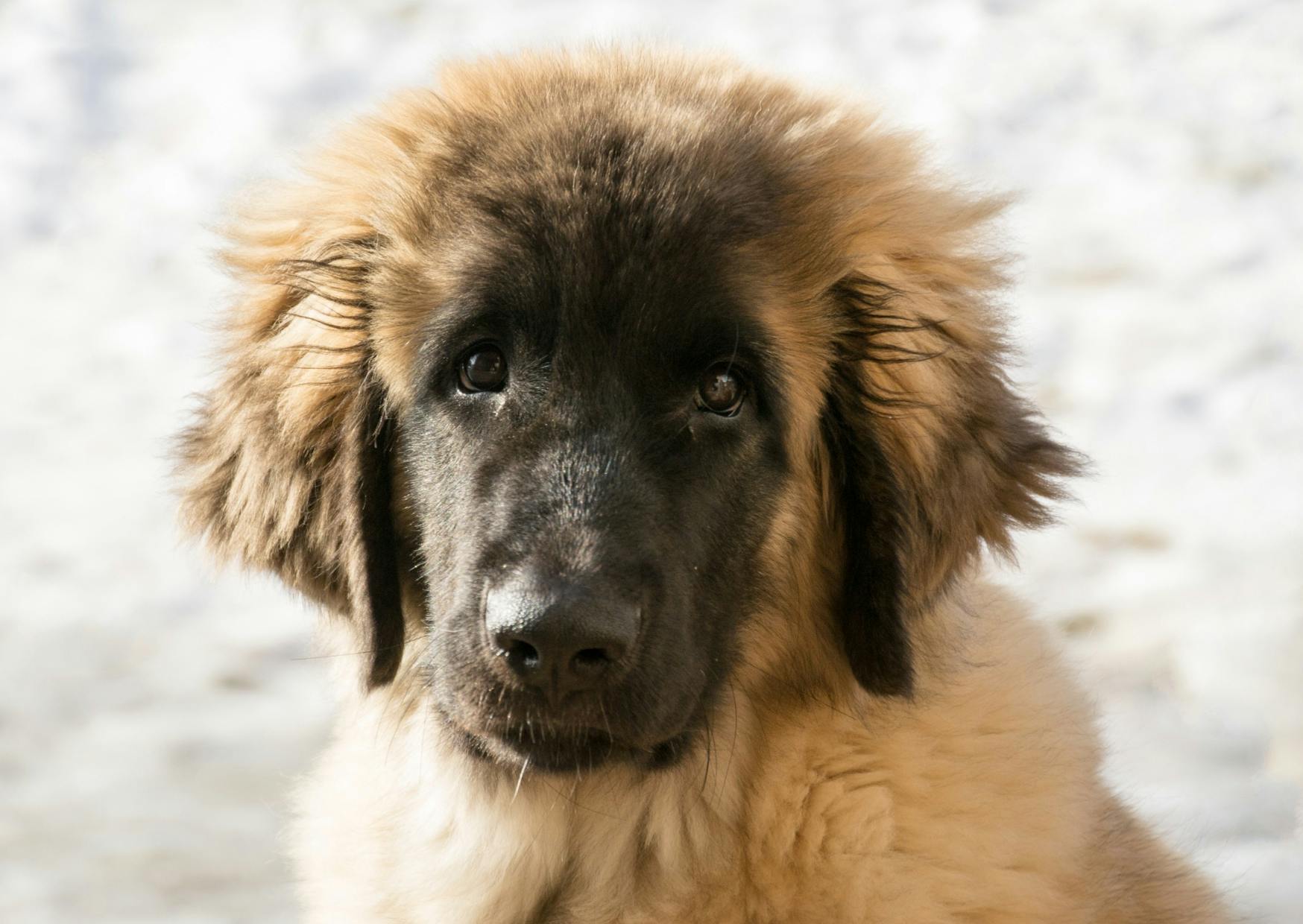 Leonberg qui regarde devant lui