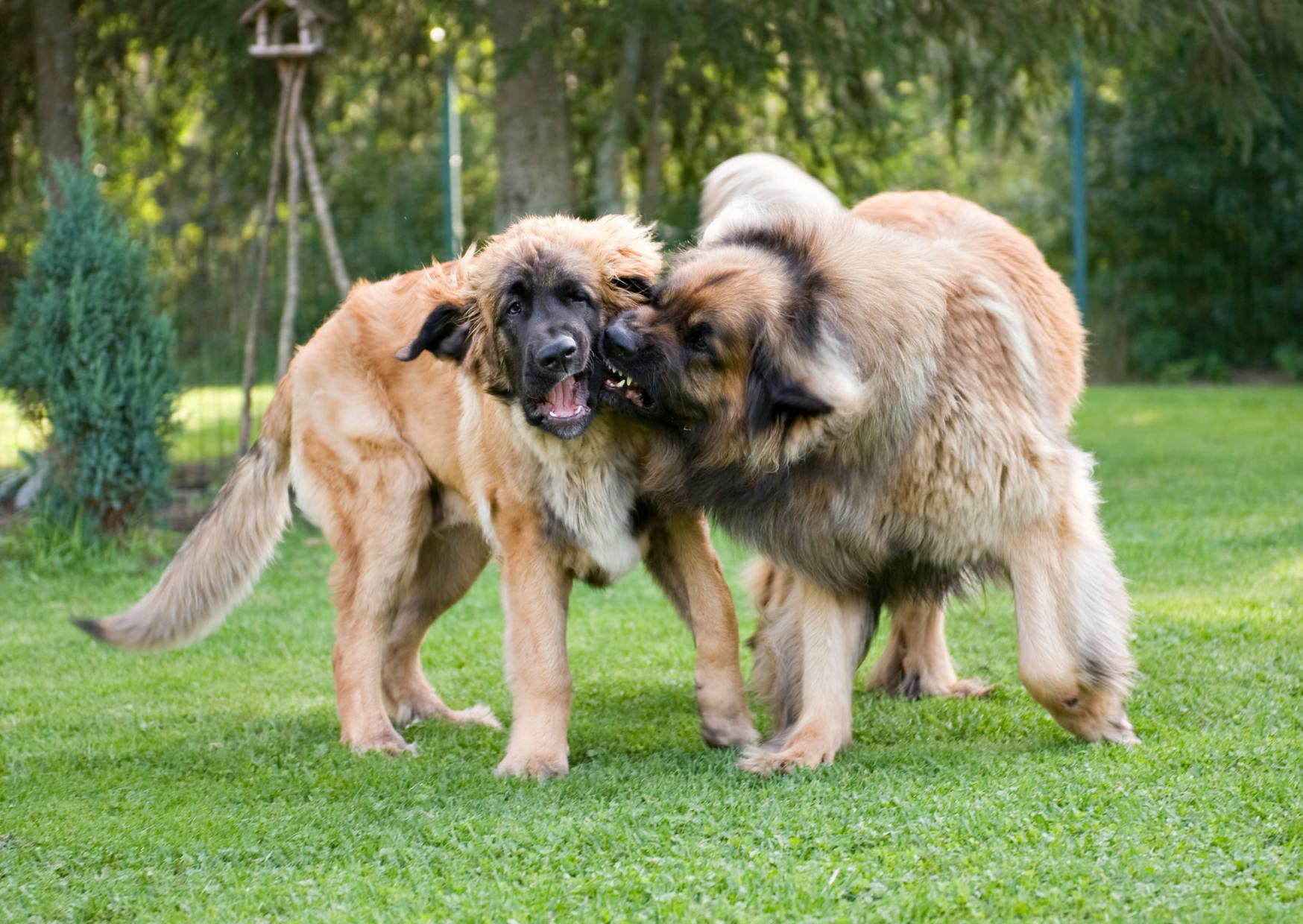 2 Leonberg qui jouent ensemble