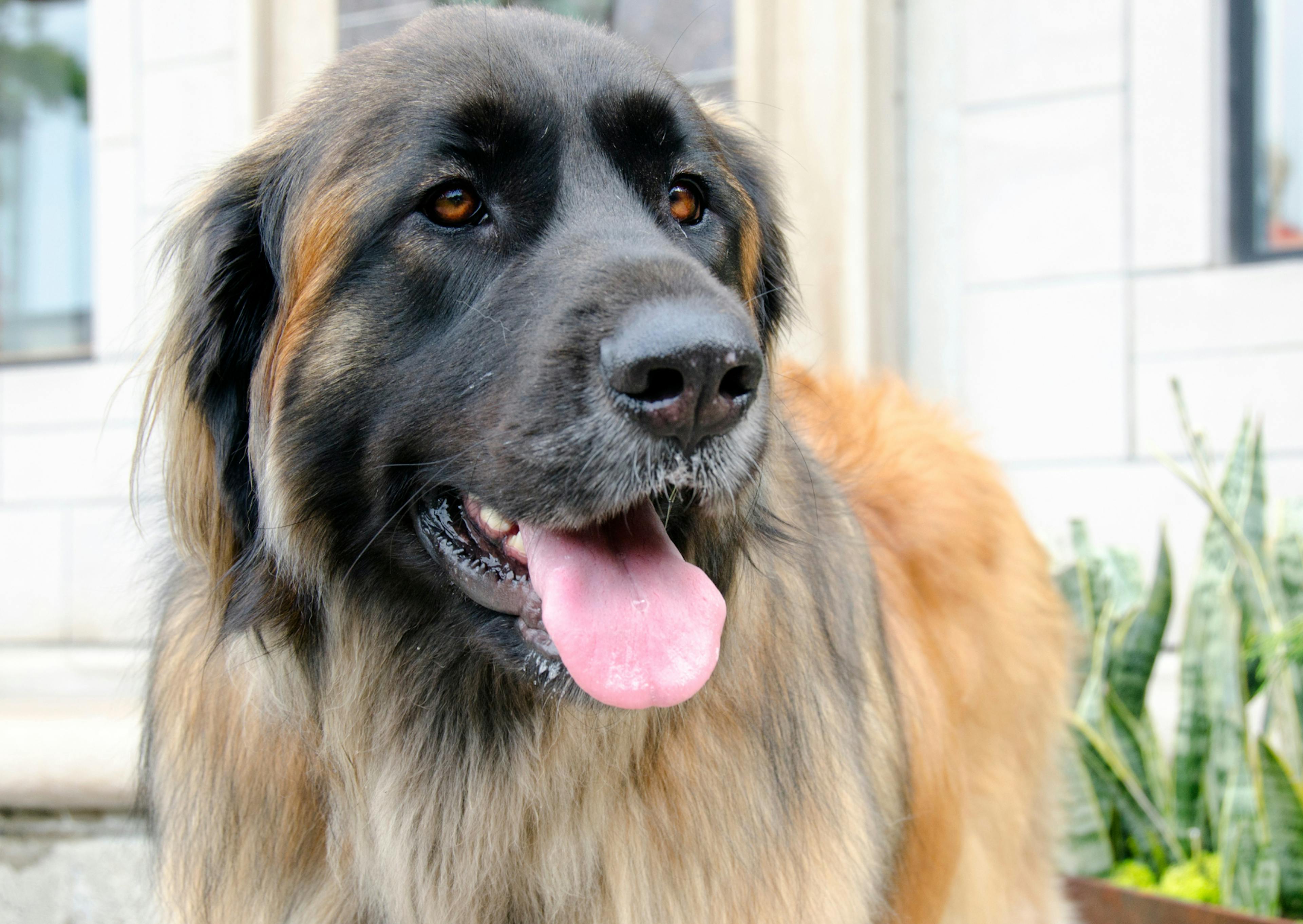 Leonberg en gros plan qui tire la langue 