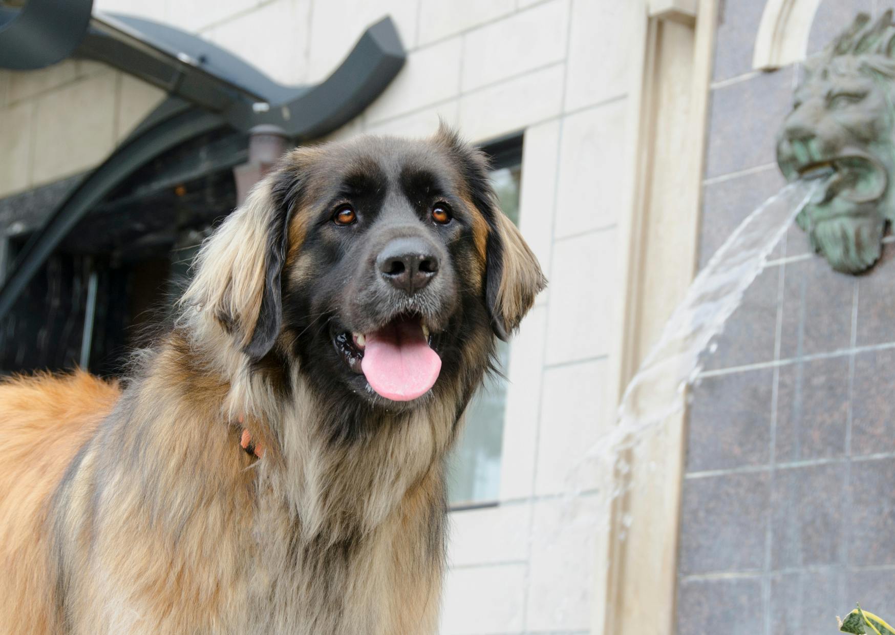 Leonberg qui tire lalangue et regarde vers le bas