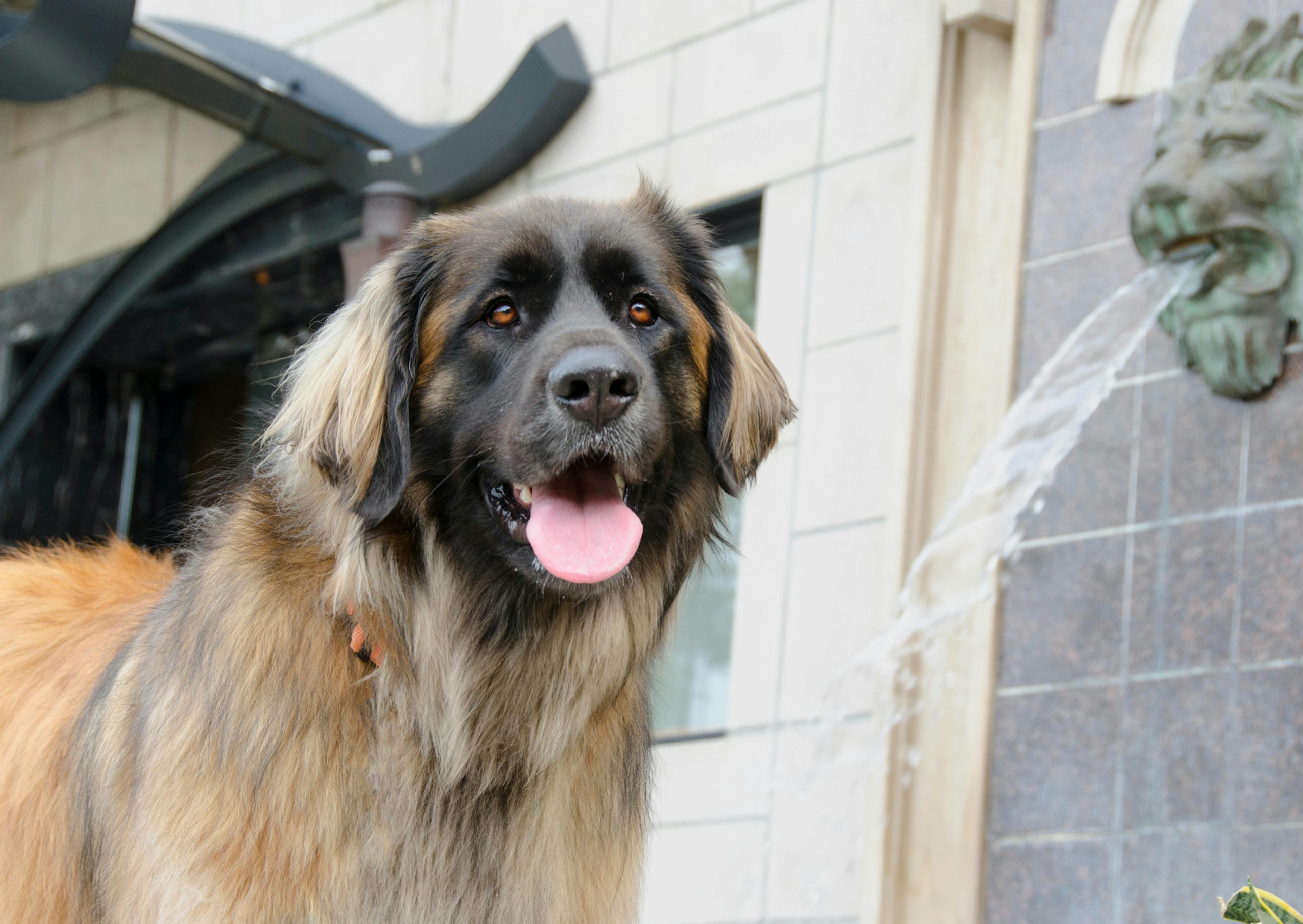 Leonberg qui tire  lalangue et regarde vers le bas 