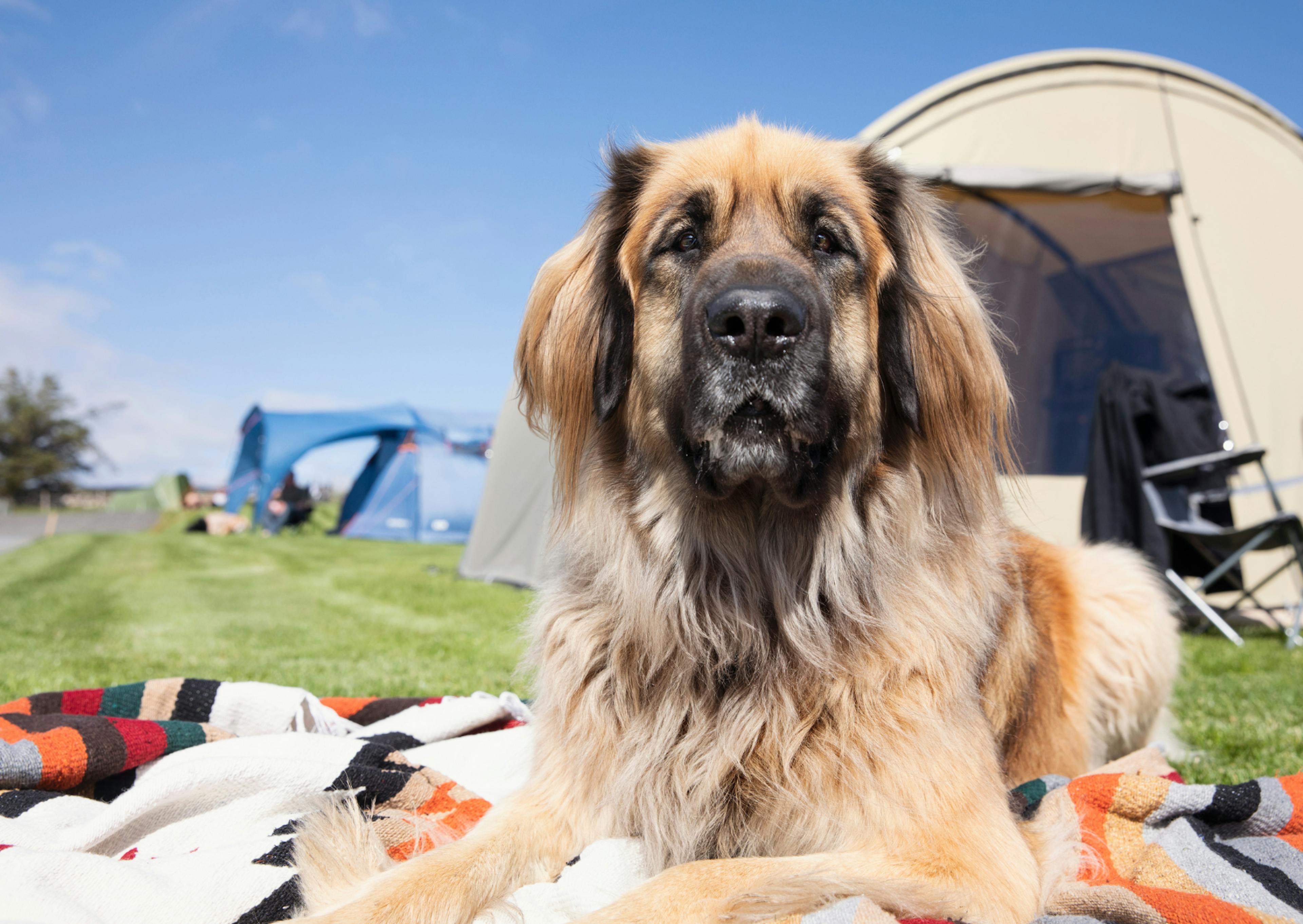 Leonberg couché sur une serviette de plage