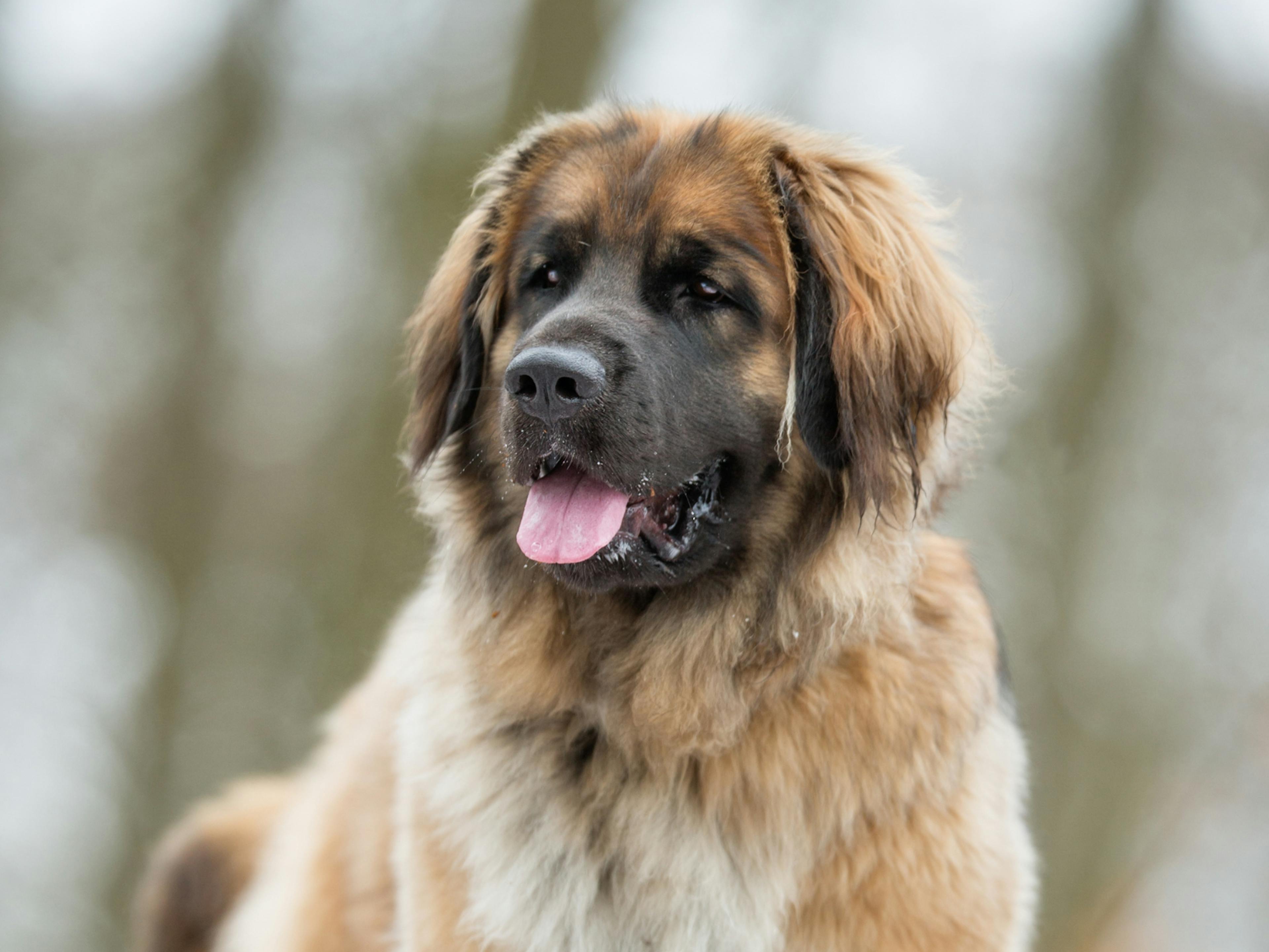 Leonberg qui regarde au loin, derrière lui il y a une forêt 