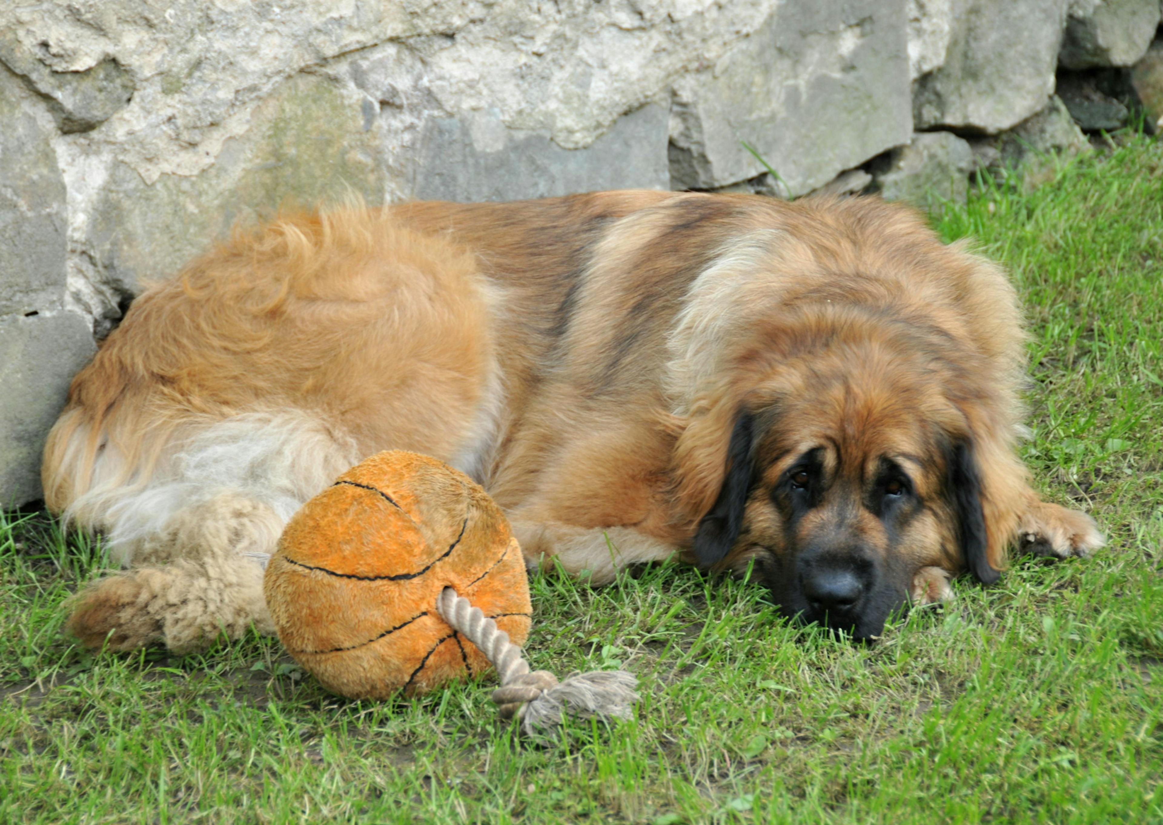 Leonberg couché sur un du gazon, il y a un jouet en forme de balon de basket à côté de lui 