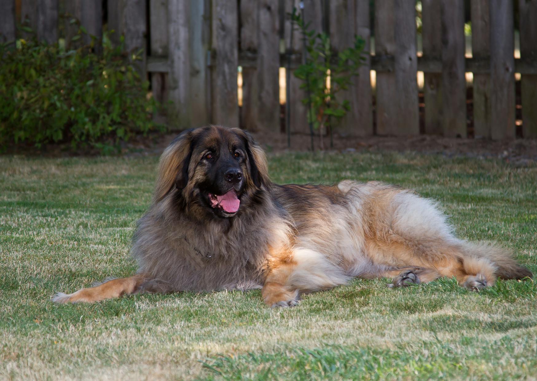 Leonberg couché dans du gazon