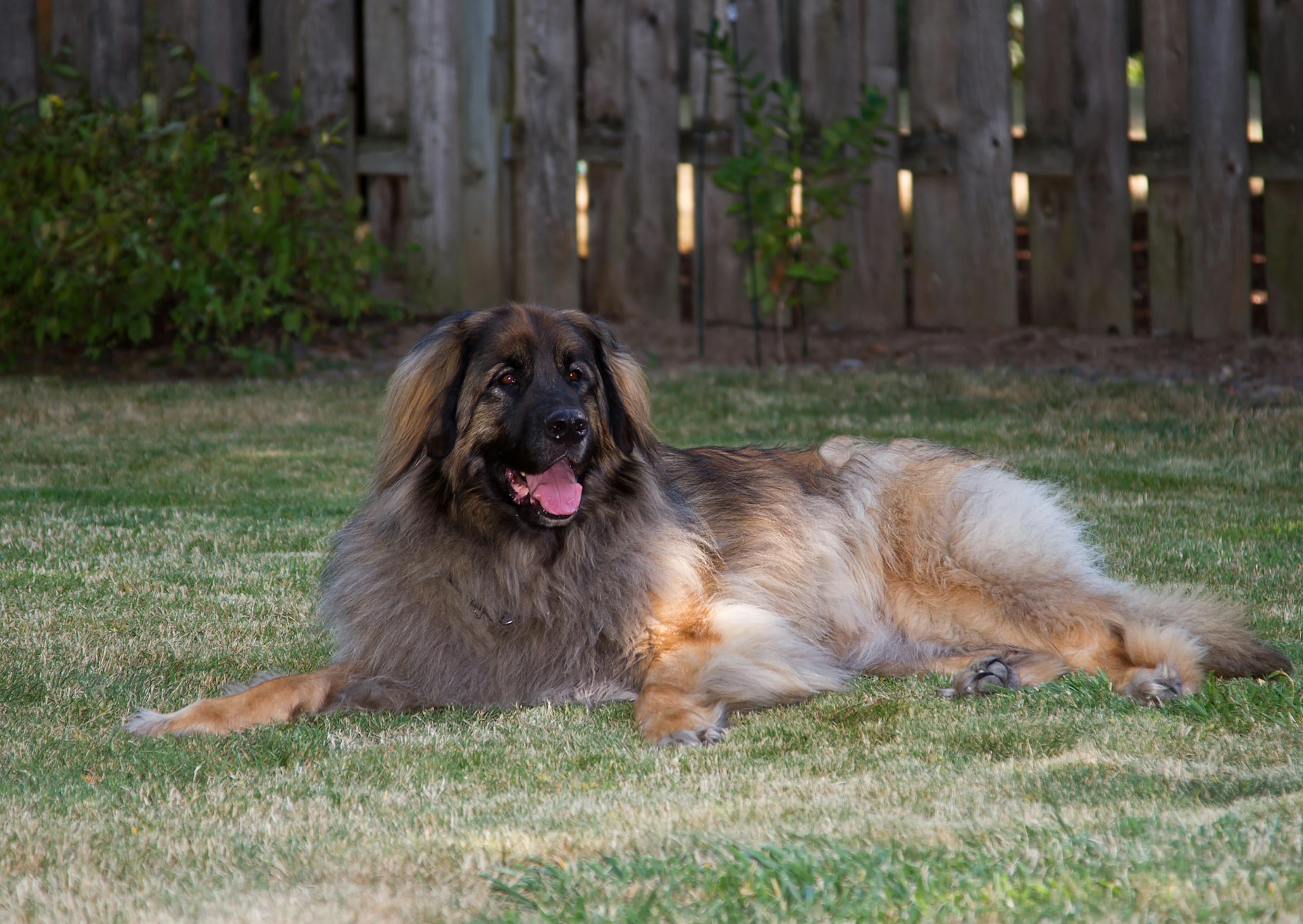 Leonberg couché dans du gazon 