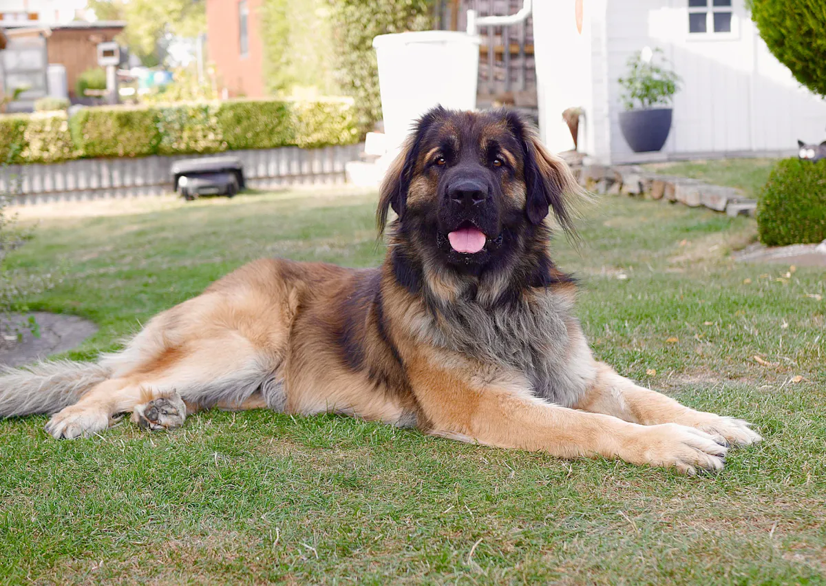Leonberg couché dans l'herbe