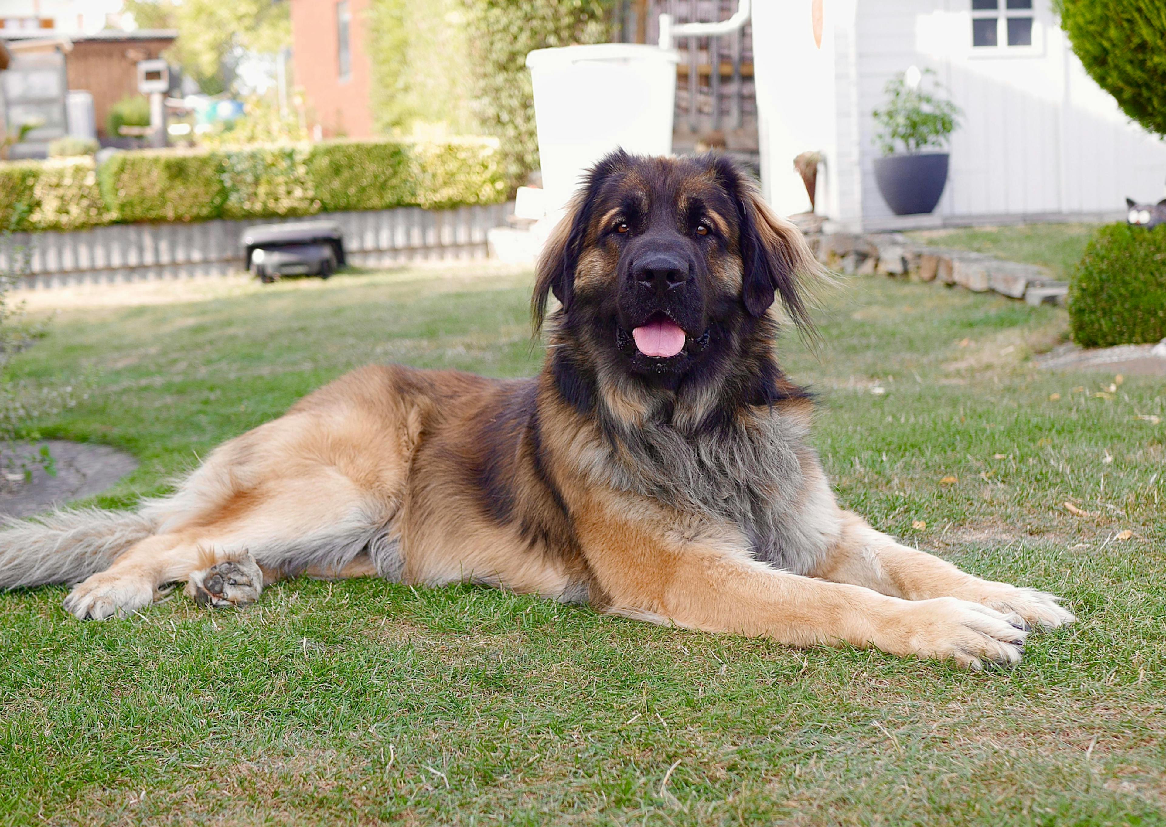 Leonberg couché dans l'herbe 