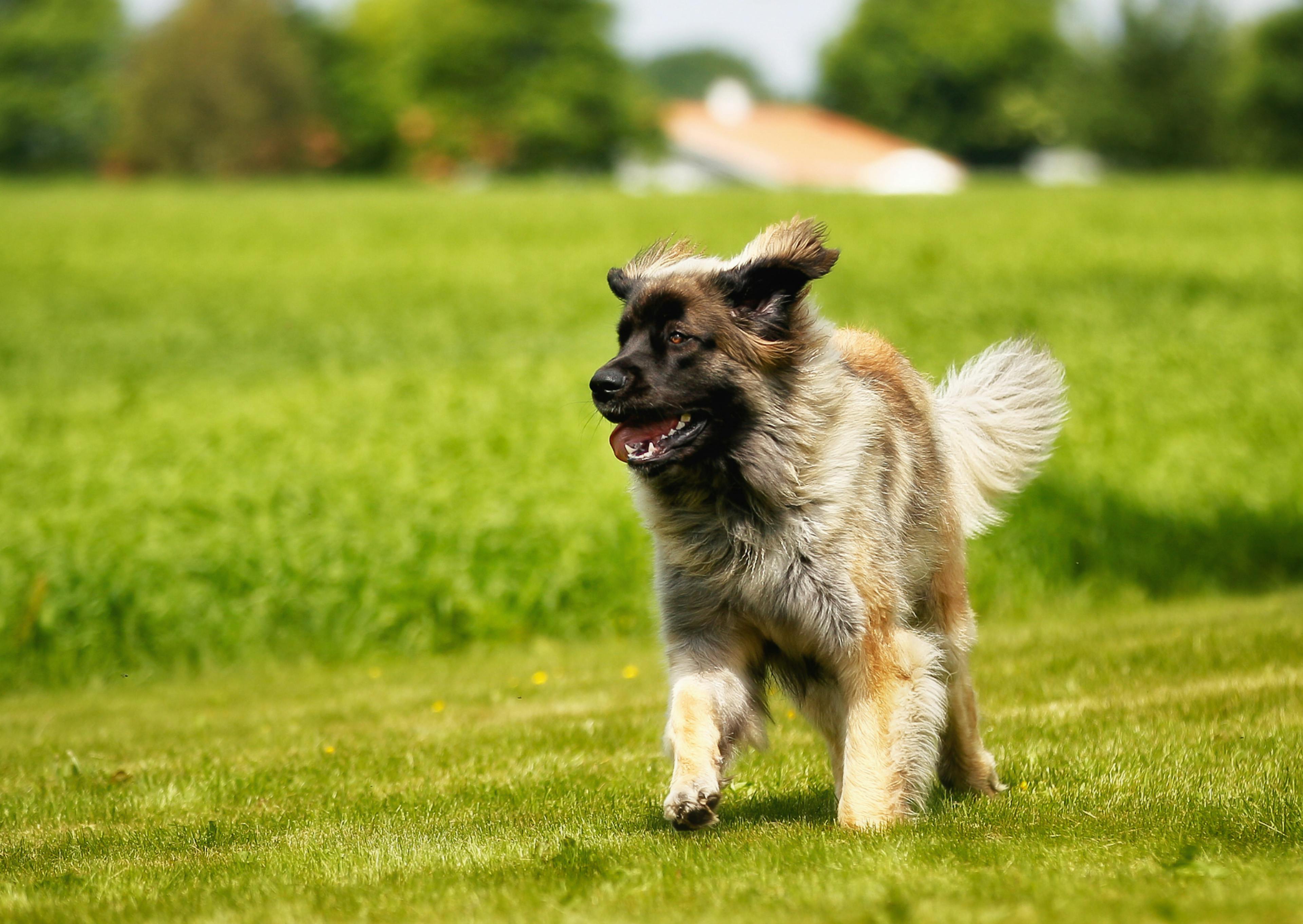 Leonberg qui court dans une étendue d'herbe