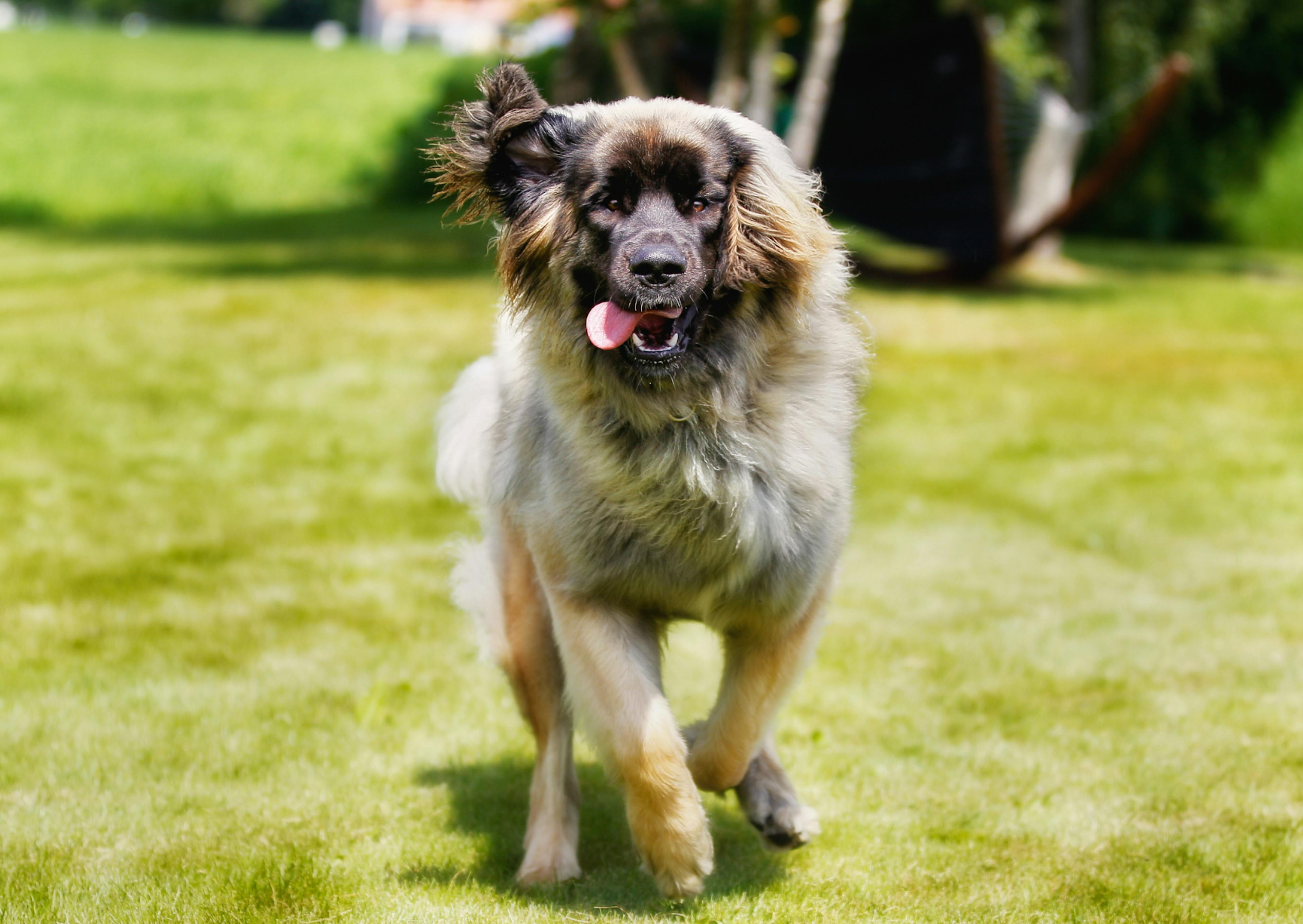 Leonberg qui court dans l'herbe et tire la langue 