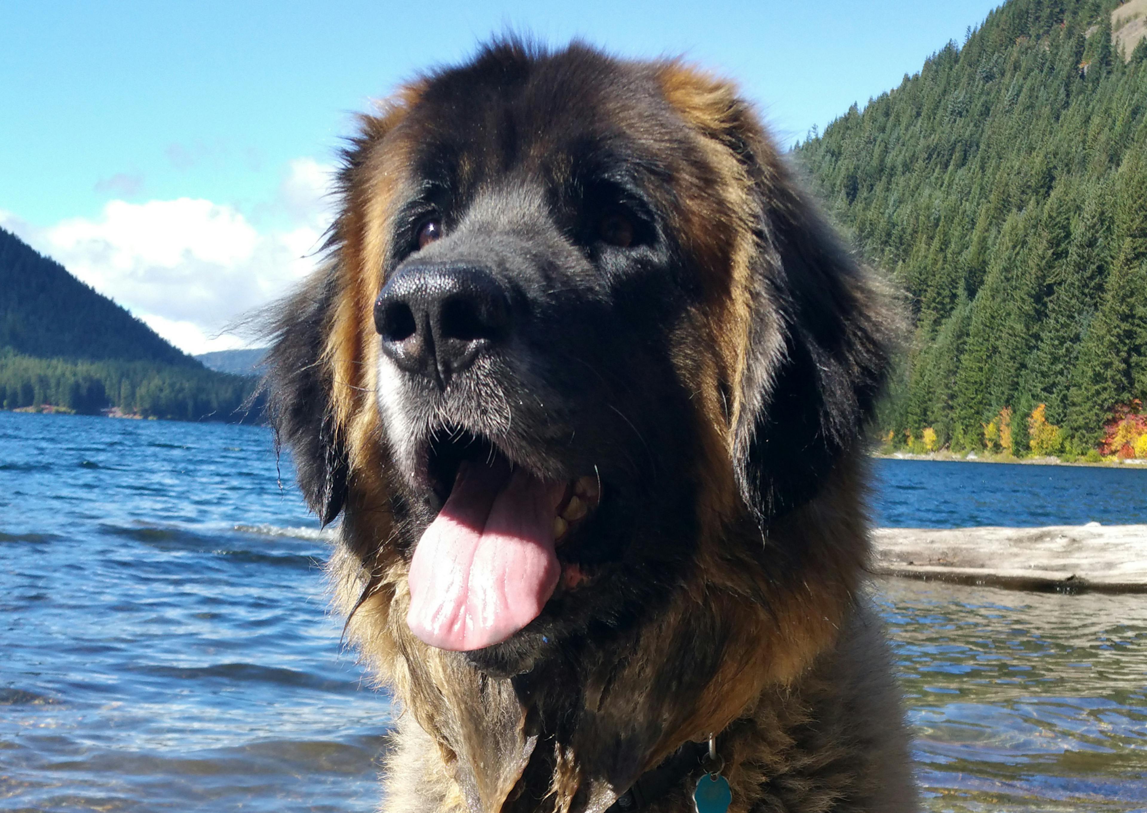 Leonberg qui tire la langue et regarde au loin, derrière lui il y a une sorte de lac avec des montagnes