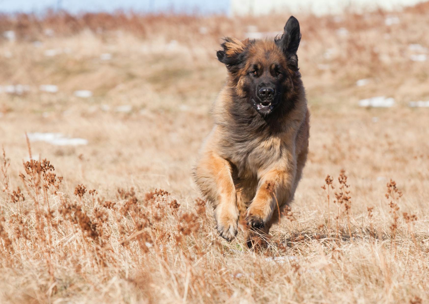 Leonberg qui court à travers un champs d'herbes sèches