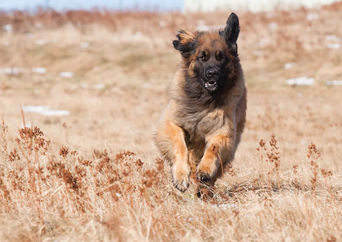 Leonberg qui court à travers un champs d'herbes sèches 