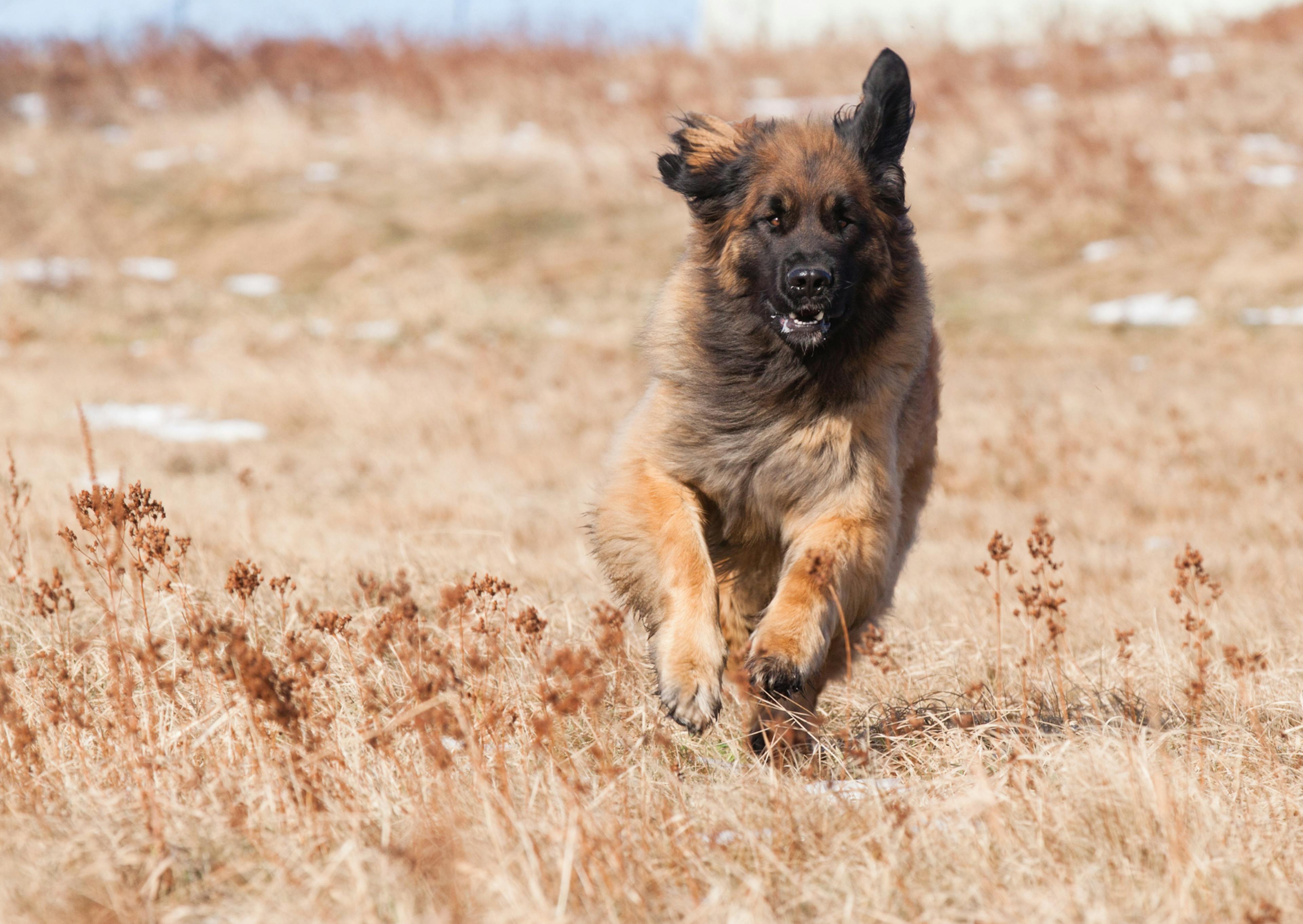 Leonberg qui court à travers un champs d'herbes sèches 